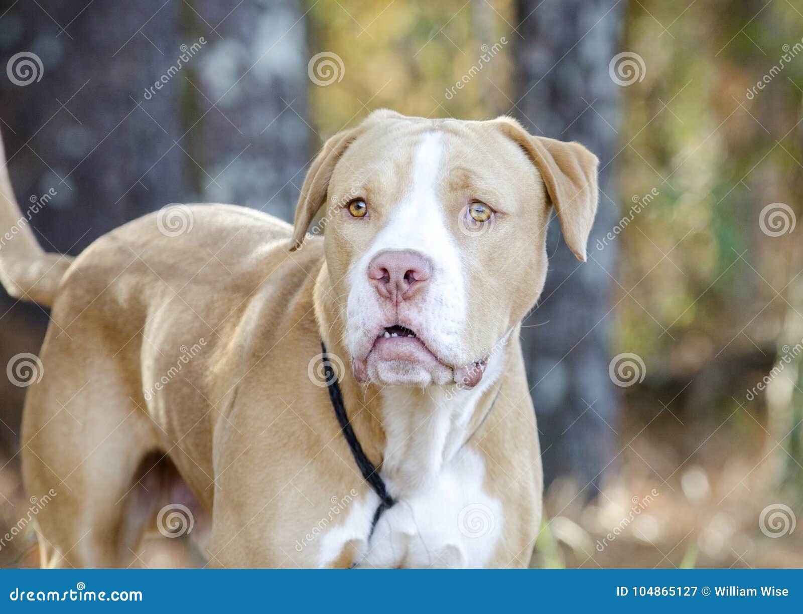 Bulldog Mastiff Mix Dog Stock Image - Image of tongue, adoption: 104865127