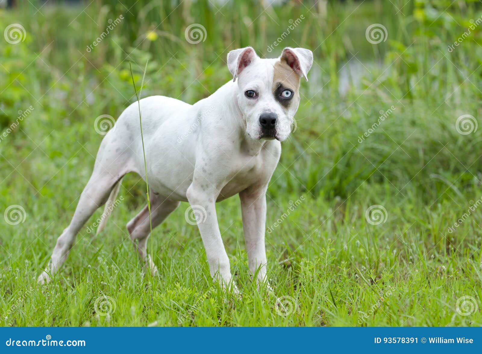 blue american bulldog