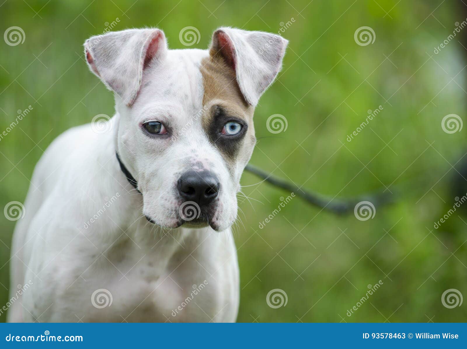 American Bulldog Mixed Breed Puppy Dog With One Blue Eye Stock Image Image Of Waltonpets Walton