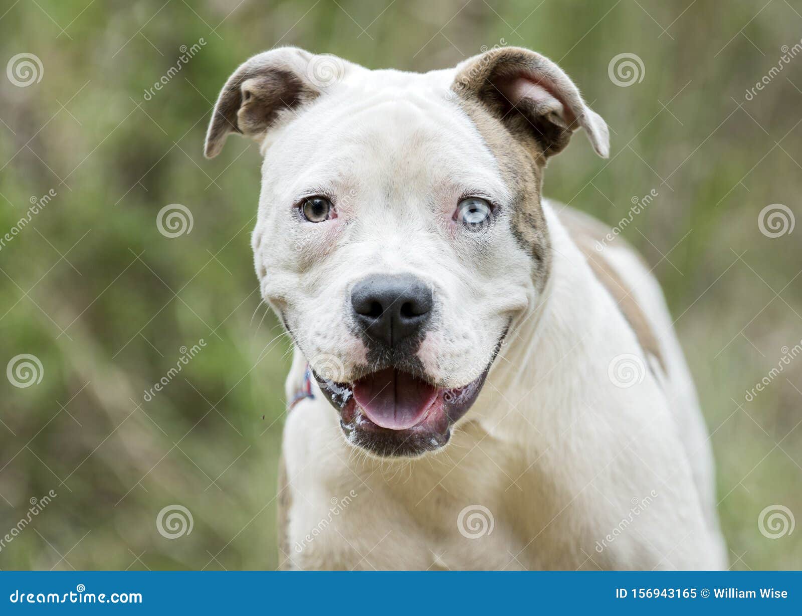 american pitbull mixed with blue pit