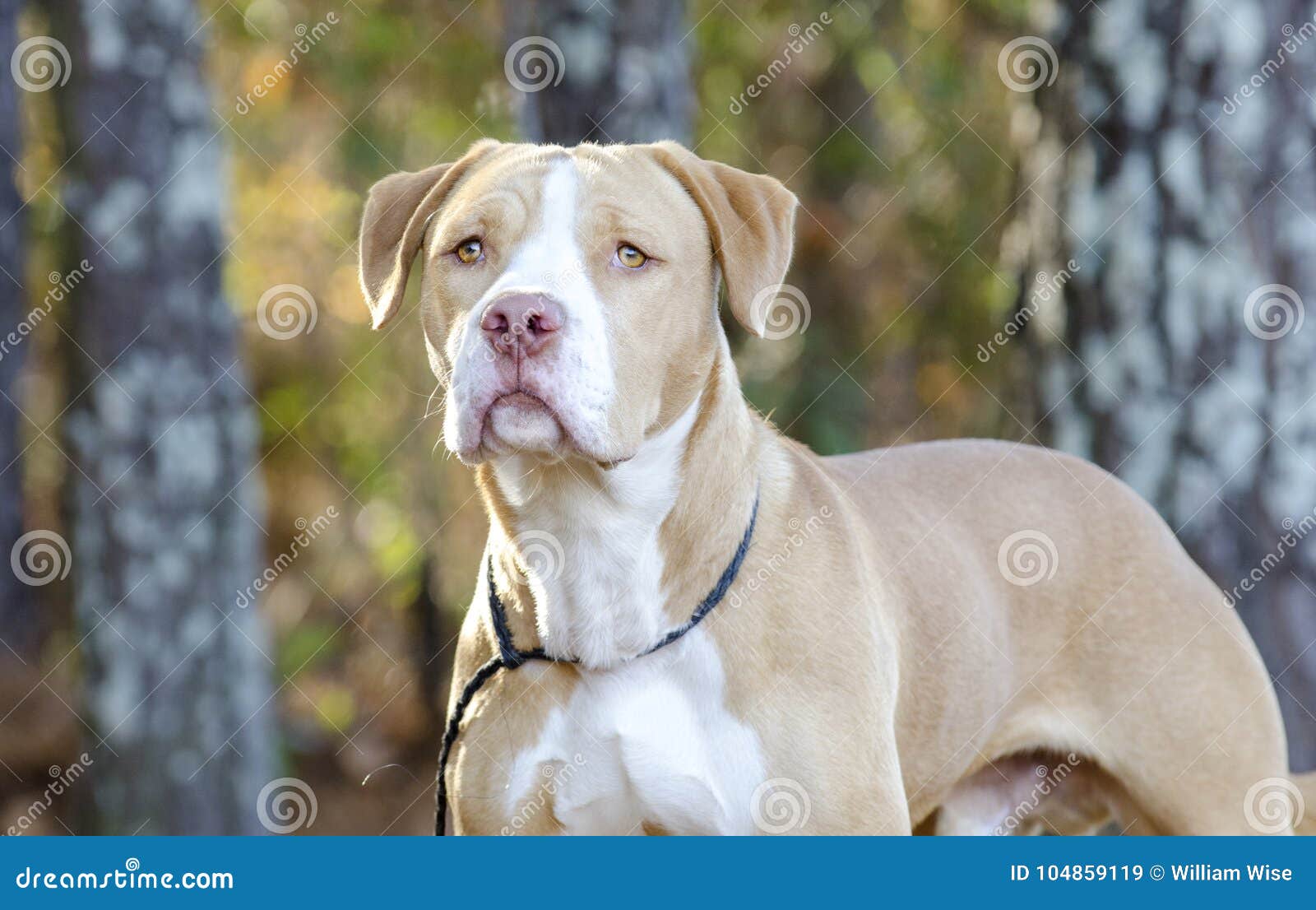 metan Metode plads American Bulldog Pitbull Mixed Breed Dog Stock Image - Image of bulldog,  photograph: 104859119