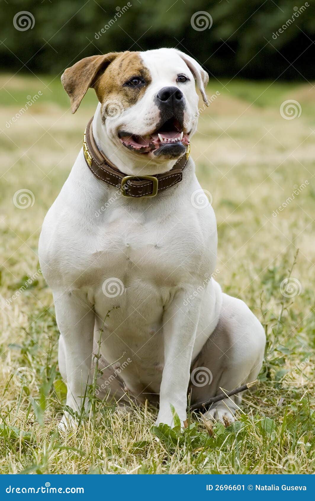 American Bulldog Protection Stock Image Image of alert, bulldog