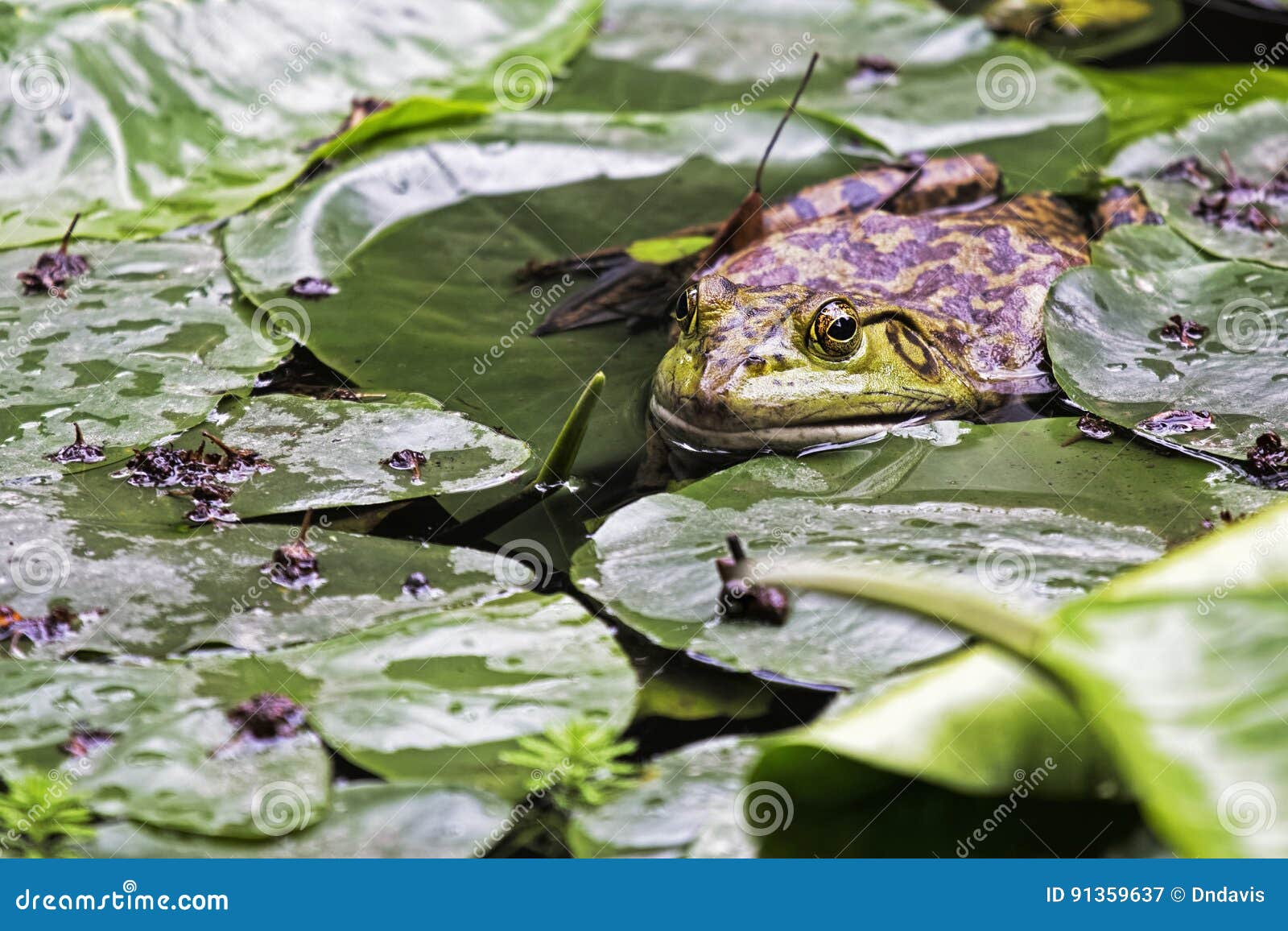 american bullfrog an invasive species of frog introduced to chin
