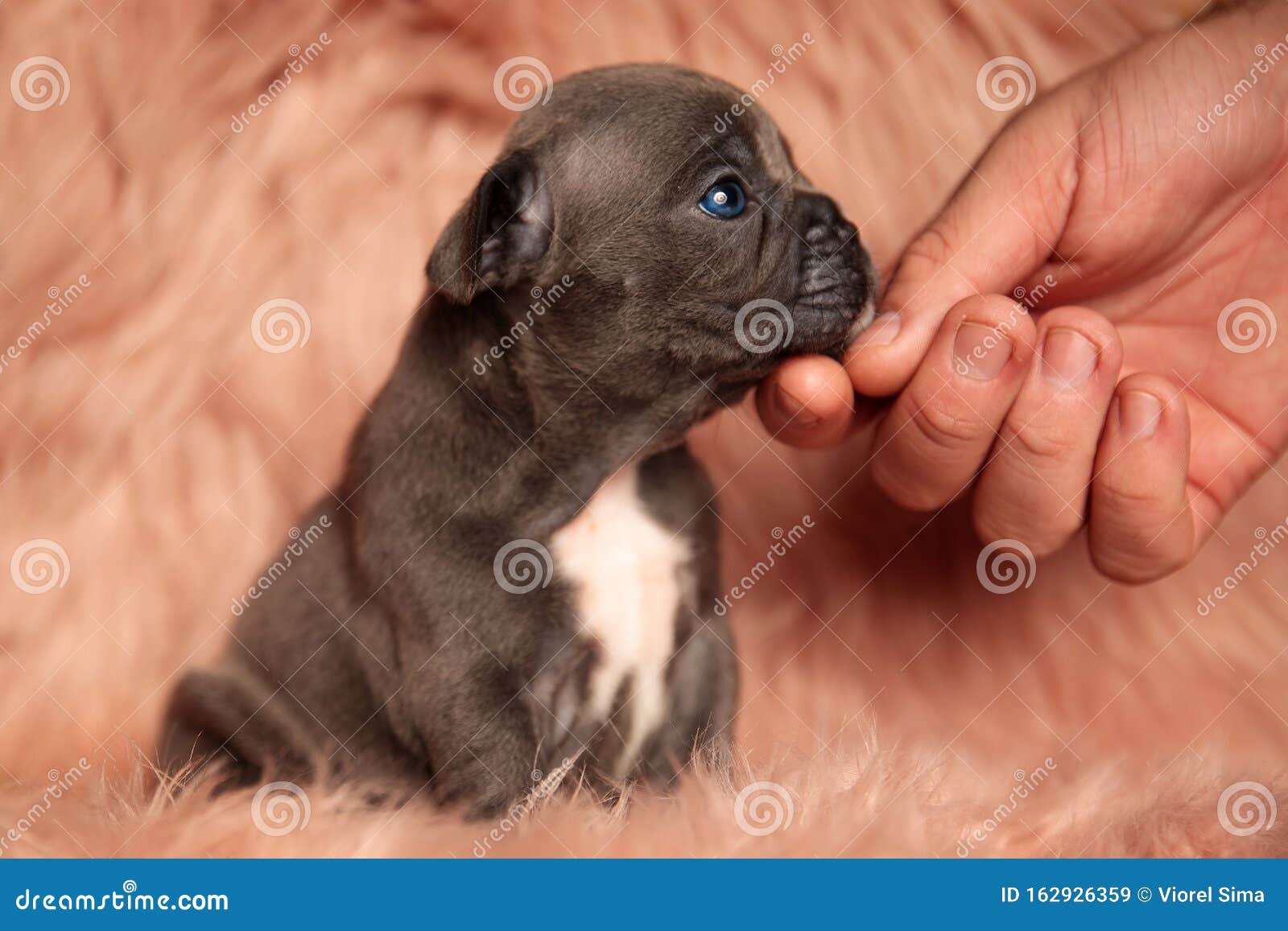 american bully dog with brown fur sitting and being cuddled