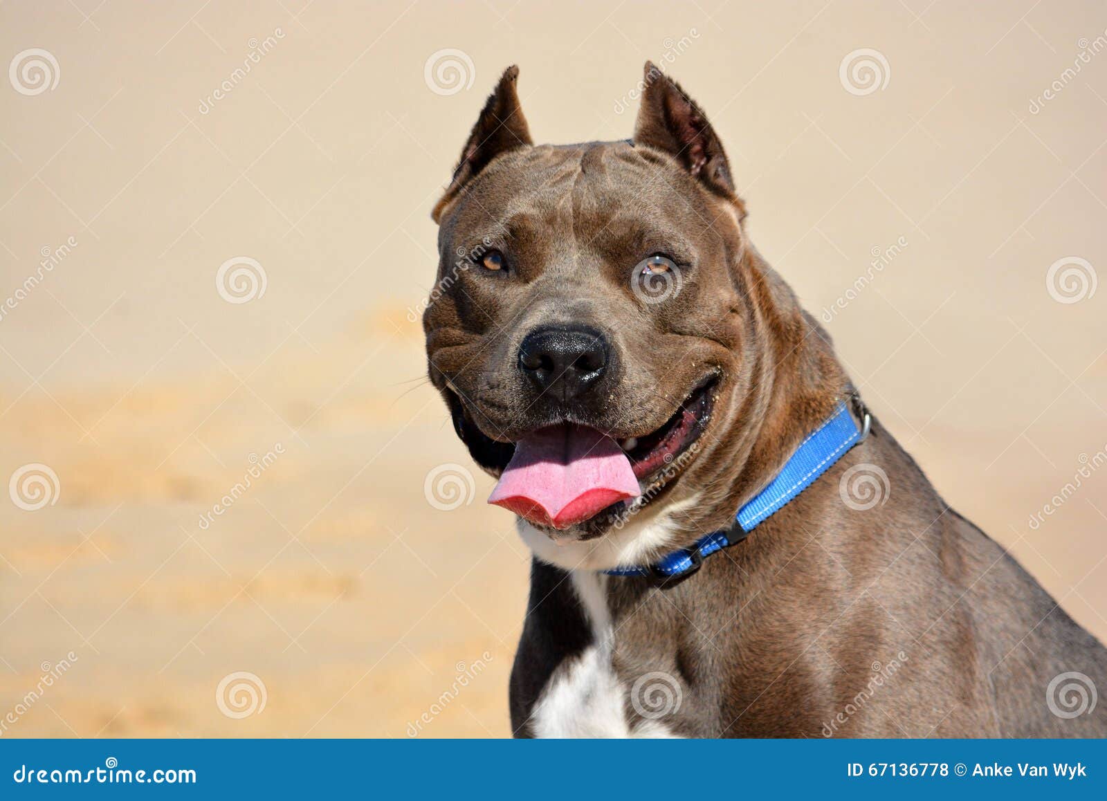 37 Micro American Bully Dog Images, Stock Photos, 3D objects, & Vectors