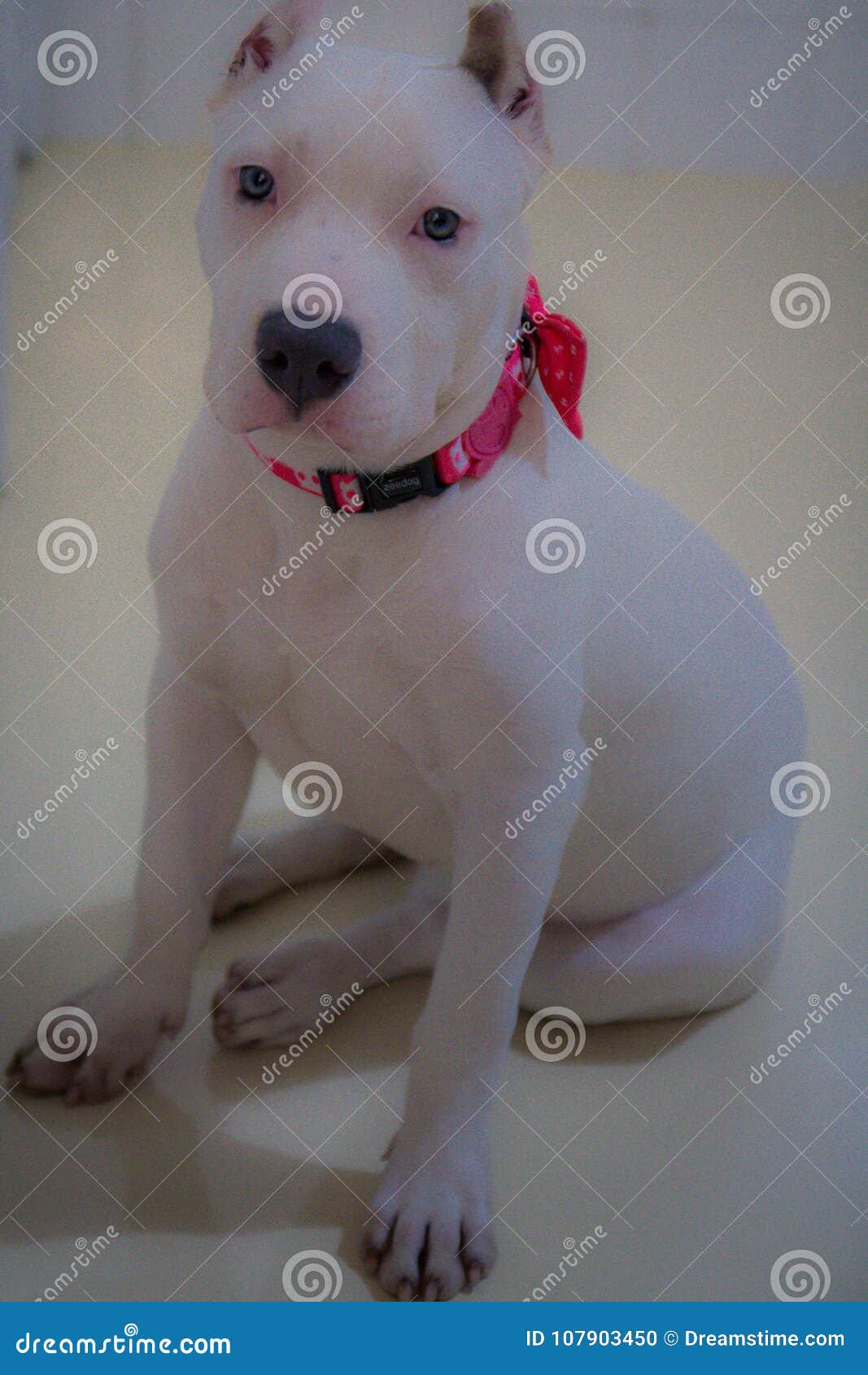 bully white dog