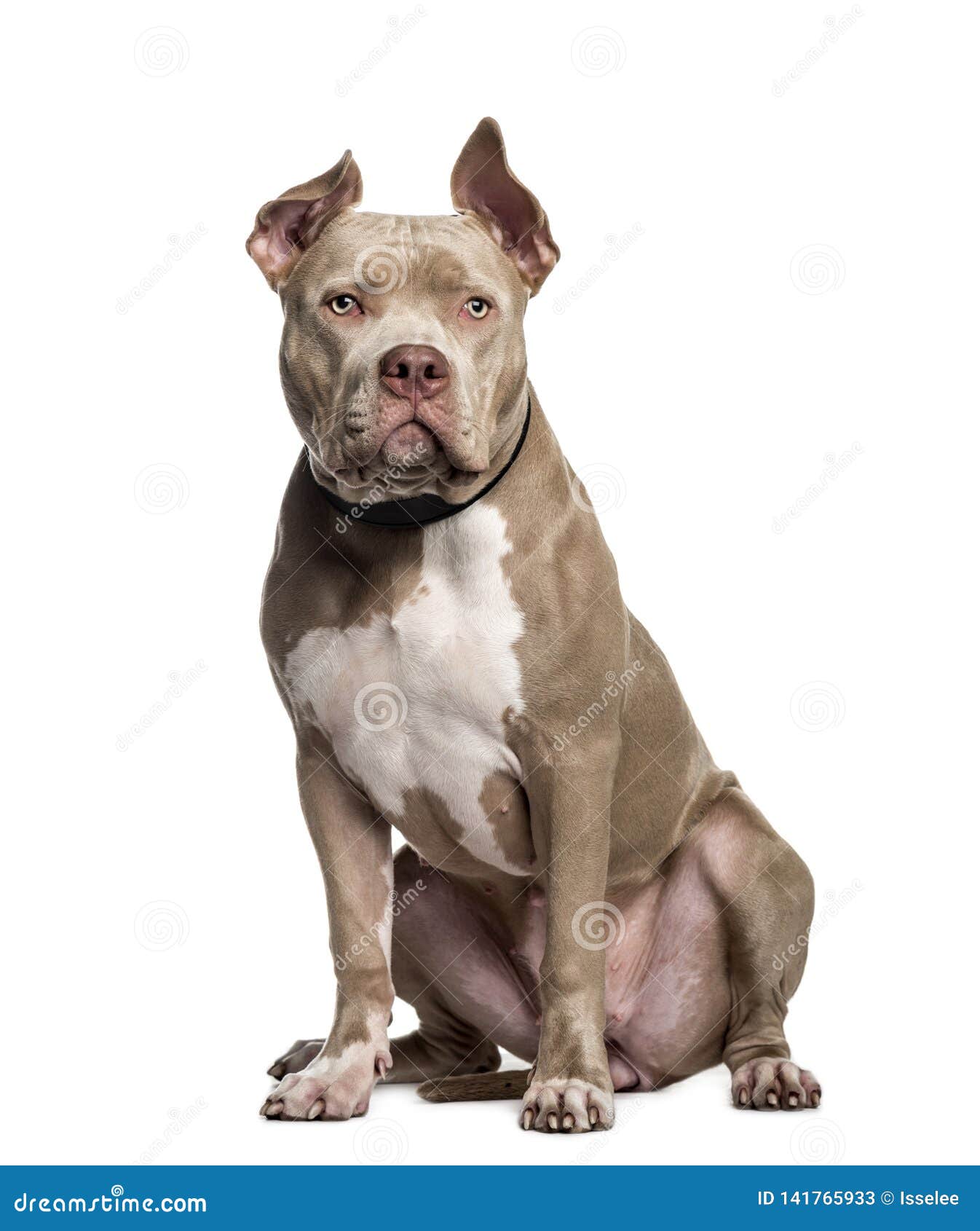 American Bully, 10 Months Old Stock Image - Image of color, full: 141765933