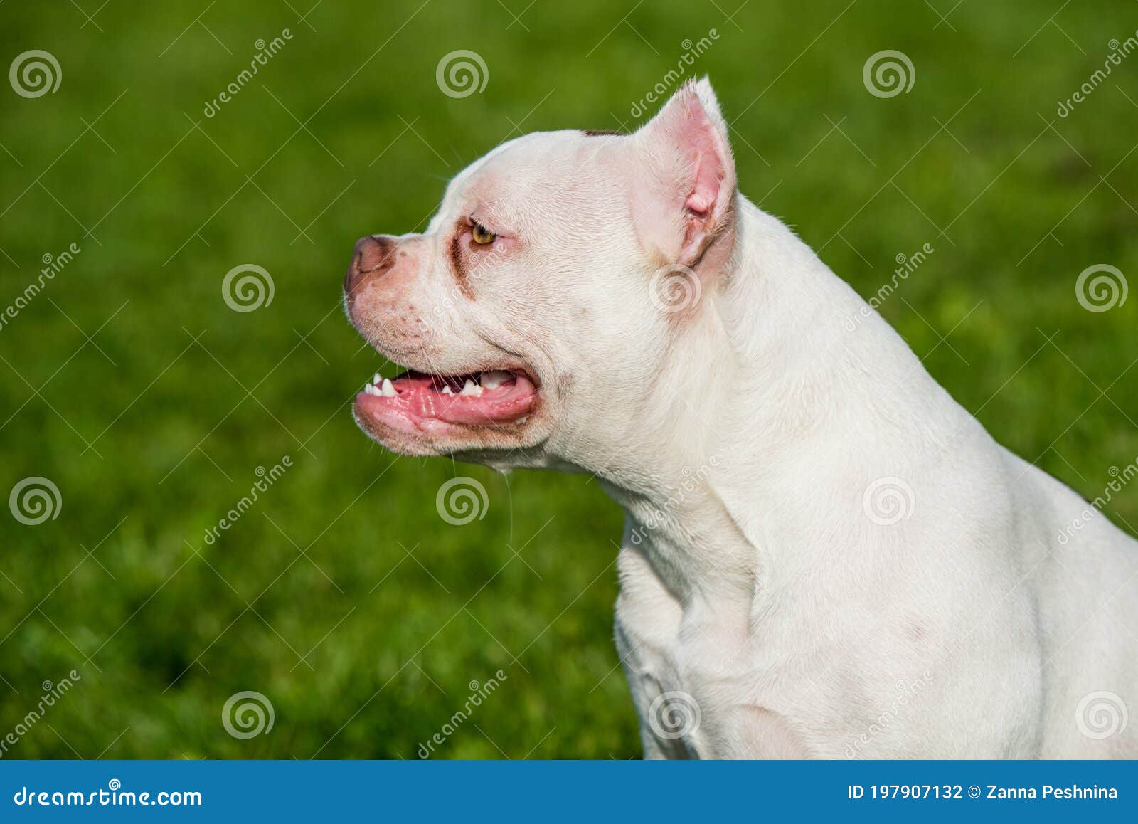 Purebred Canine American Bully Pet Dog Sitting On Grass Stock