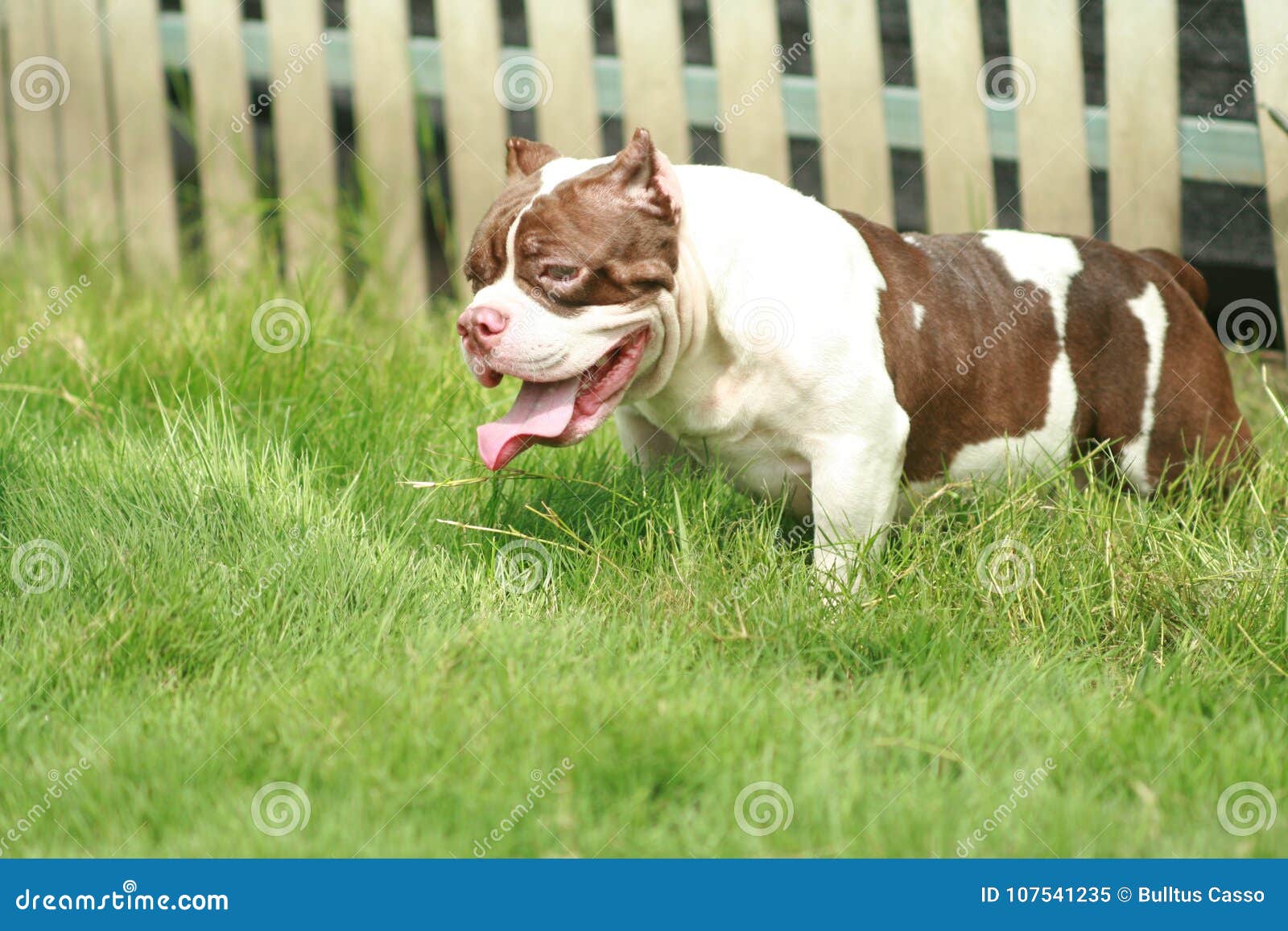 American Bully Size Pocket : Dog is Male White and Brown Color S ...