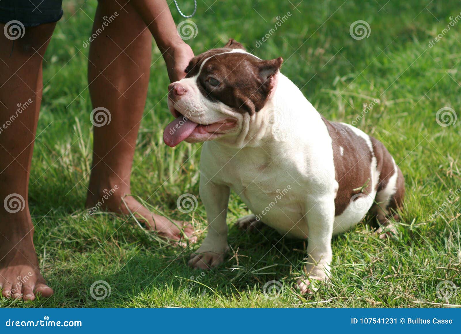 American Bully Size Pocket : Dog is Male White and Brown Color S ...