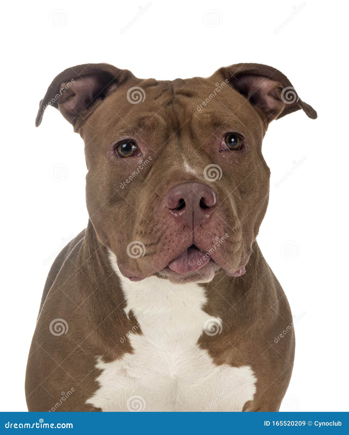 An Imposing Dog Of The American Bully Breed Stock Photo - Download