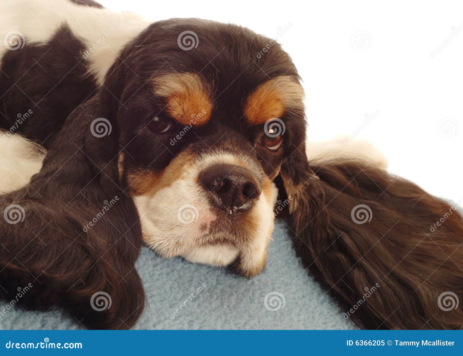 chocolate american cocker spaniel