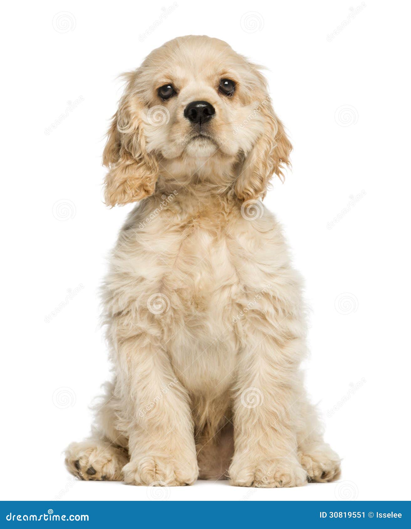 american cocker spaniel puppy