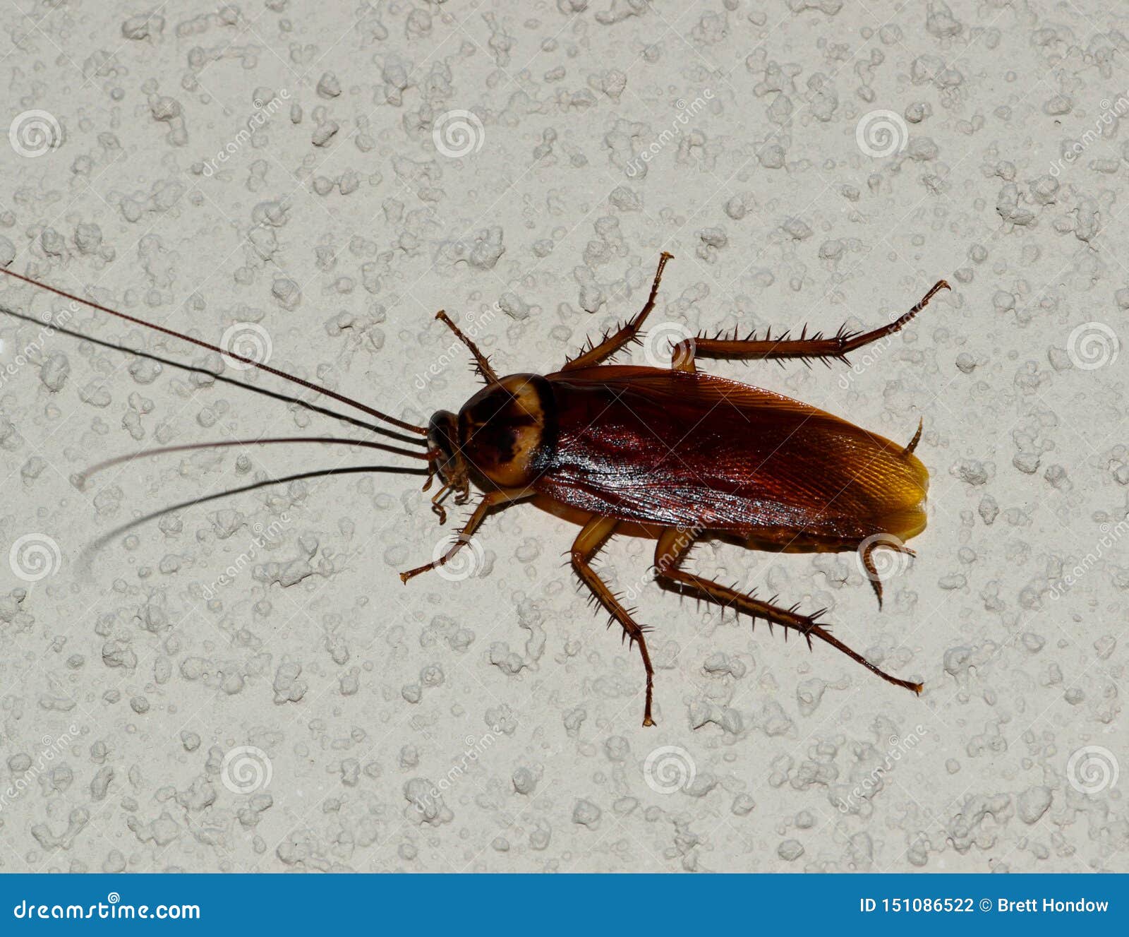 American Cockroach On A White Textured Wall Stock Photo Image Of Insect Cockroach