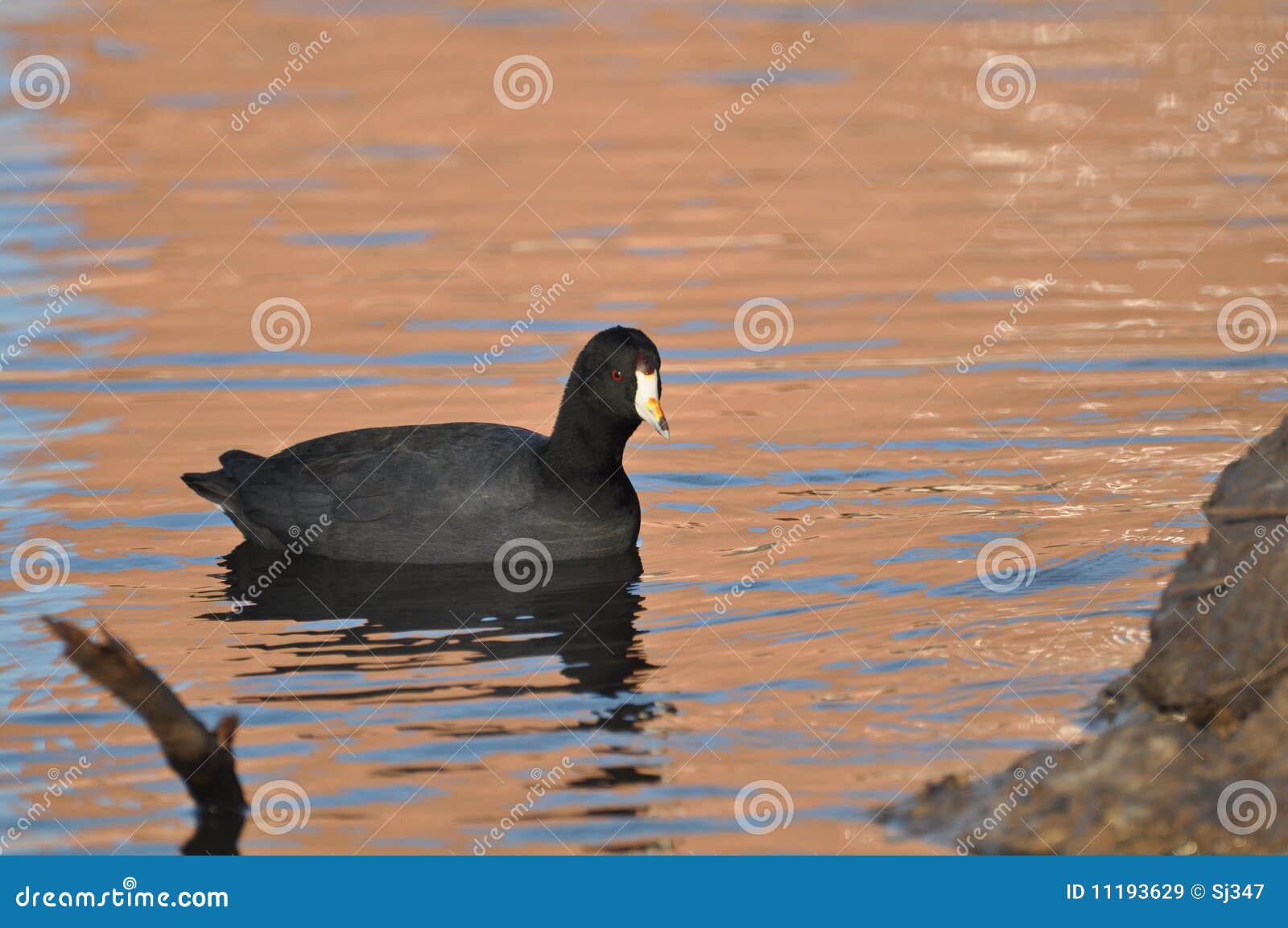 American Coot stock image. Image of wildlife, avian, american 11193629