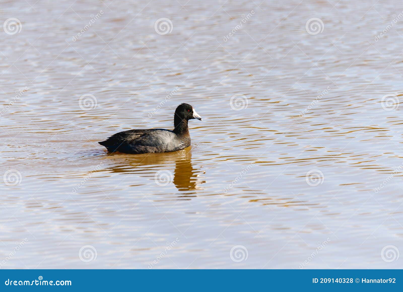 american coot  also known as a mud hen or pouldeau. oso flaco lake  ca