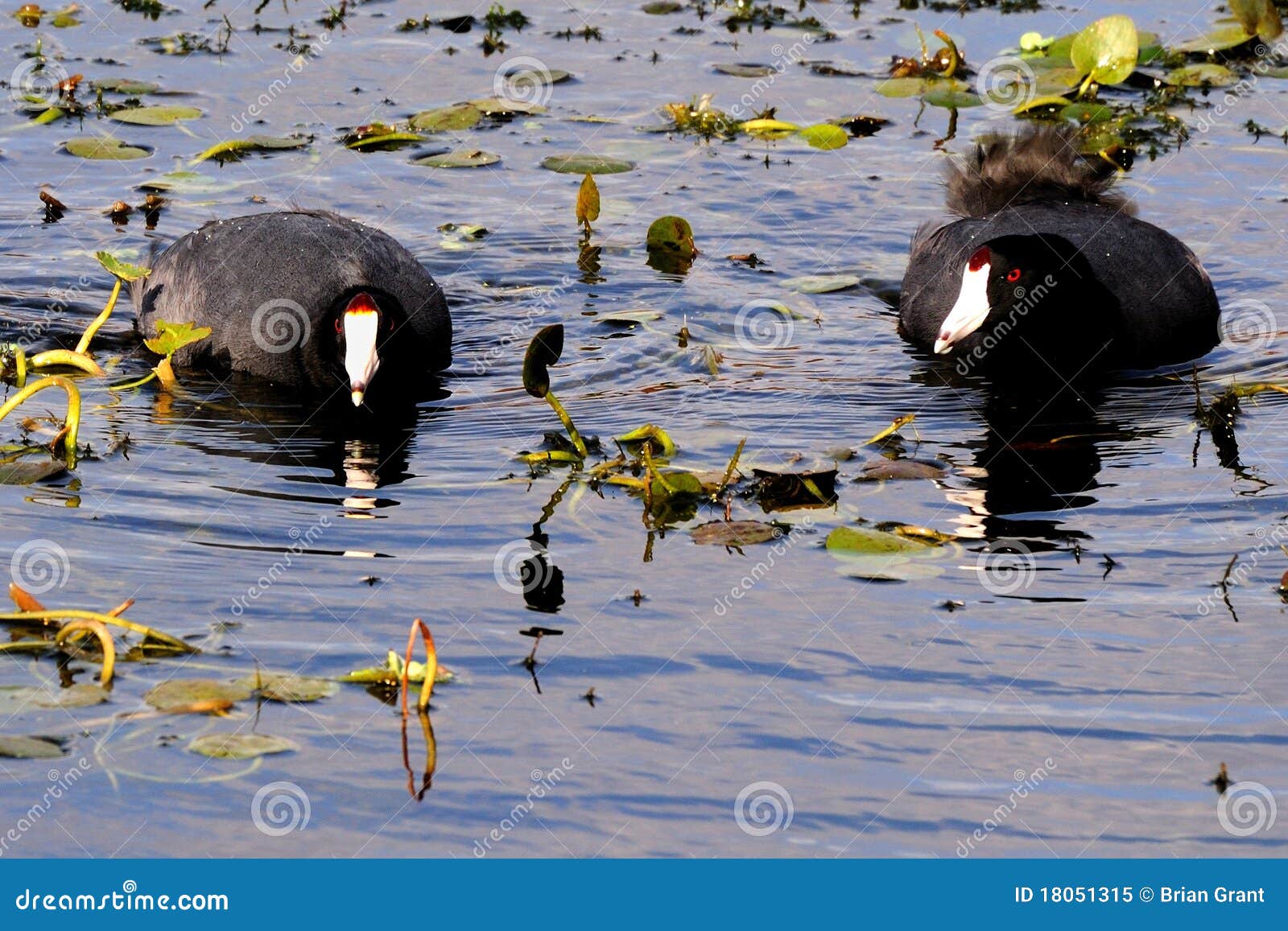 American Coots Fulica Americana Stock Image Image of zoology