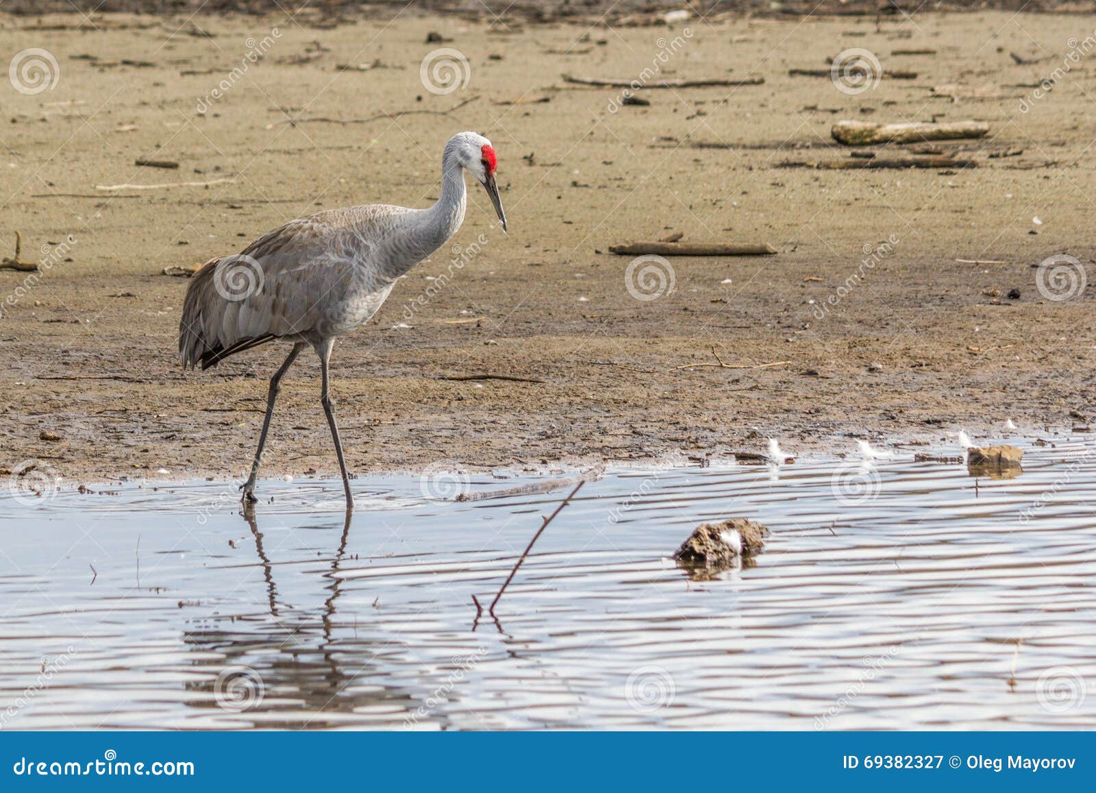 American Crane in the Water Stock Image - Image of gray, beak: 69382327