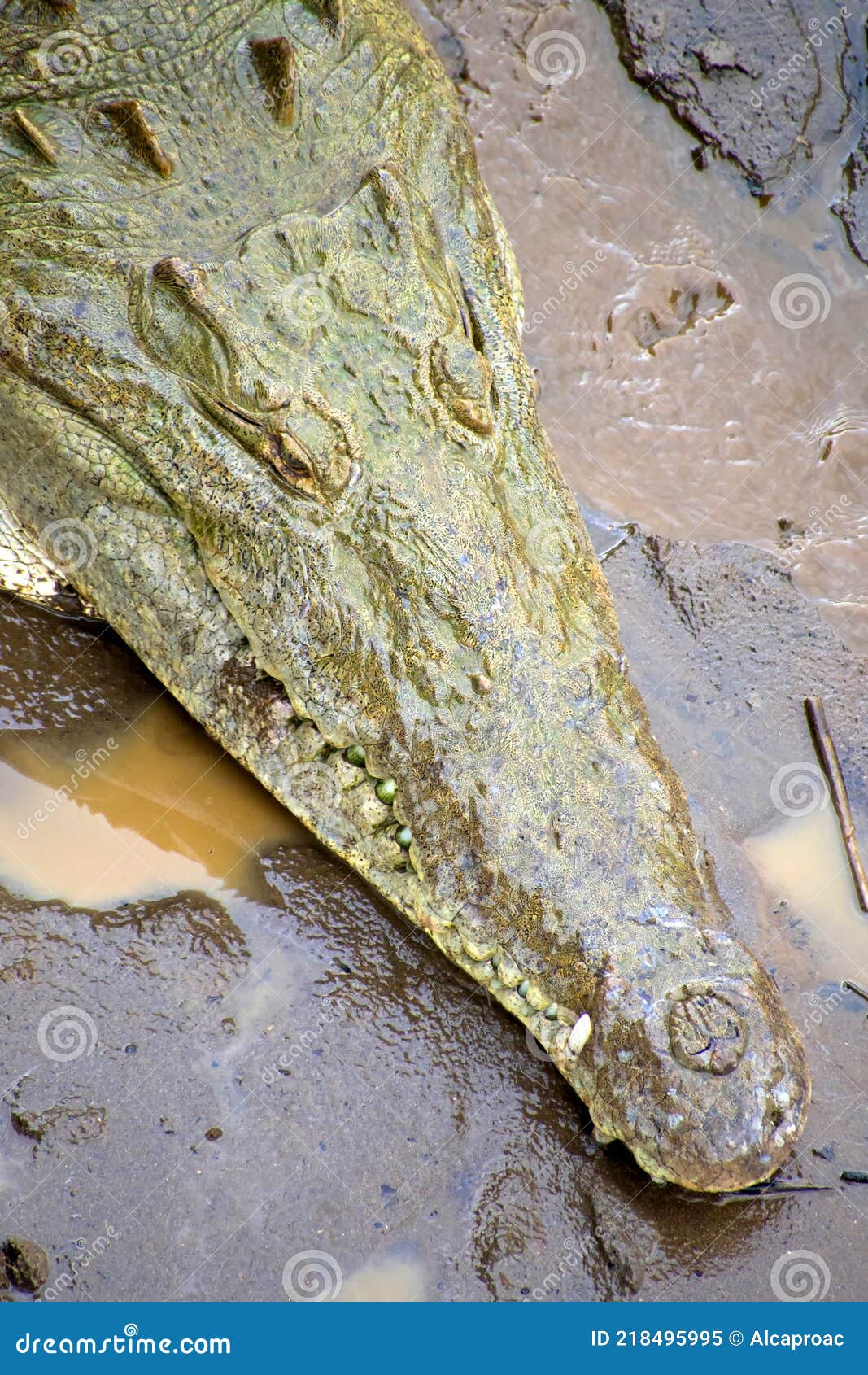 american crocodile, boca tapada, costa rica, america