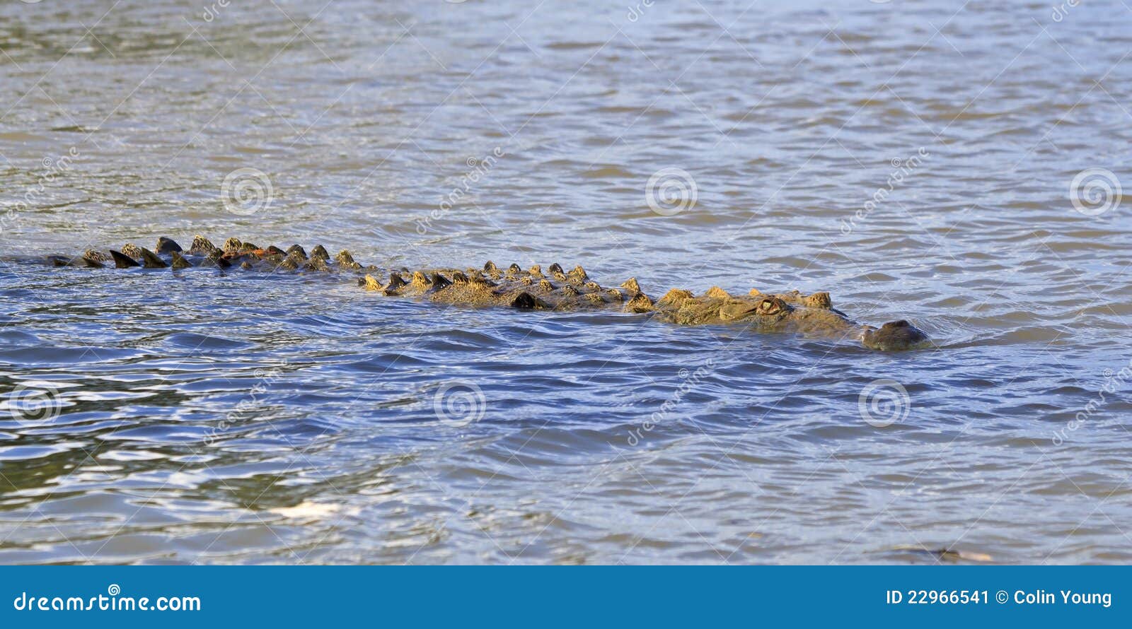 american crocodile swimming