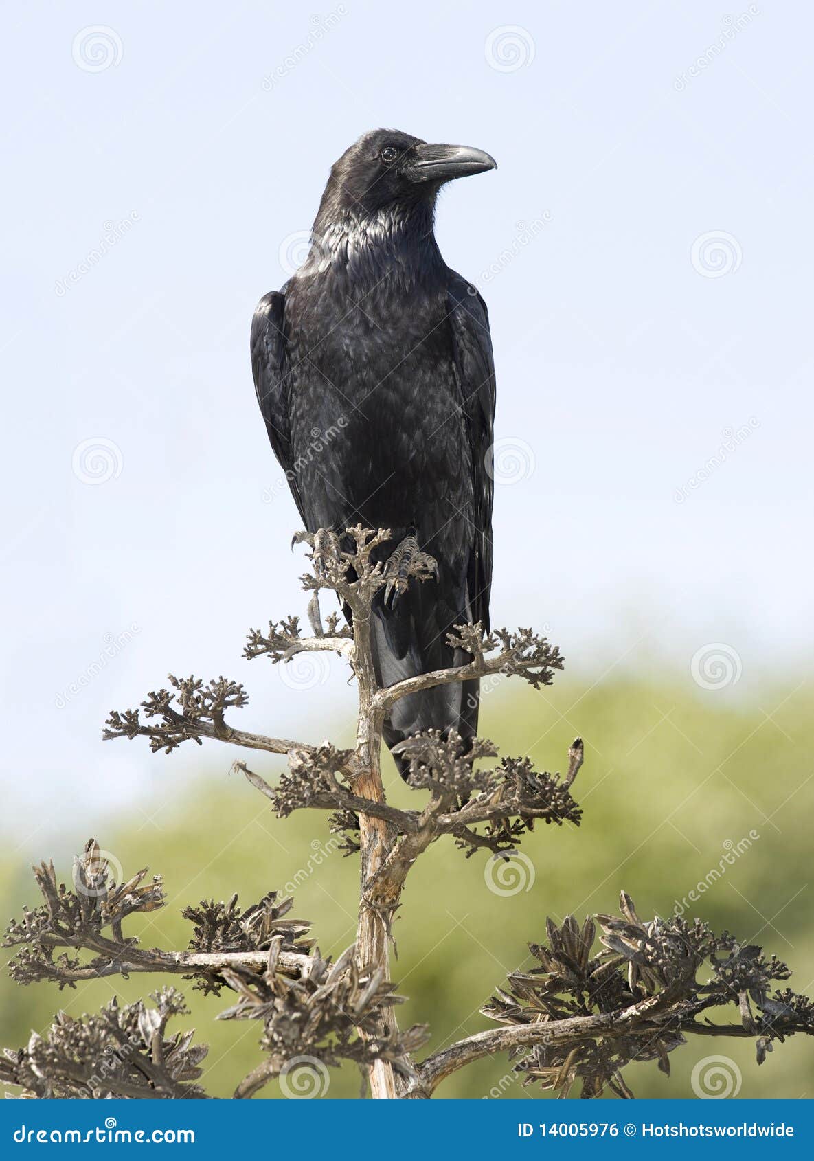 American Crow or Black Bird on Tree, California Stock Photo Image of