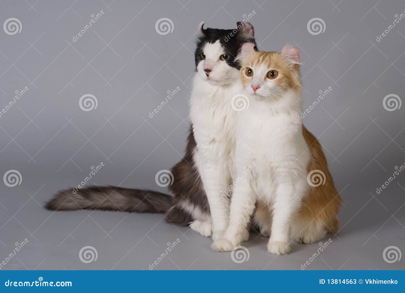 American curl stock image. Image of curl, feline, coloured - 13814563