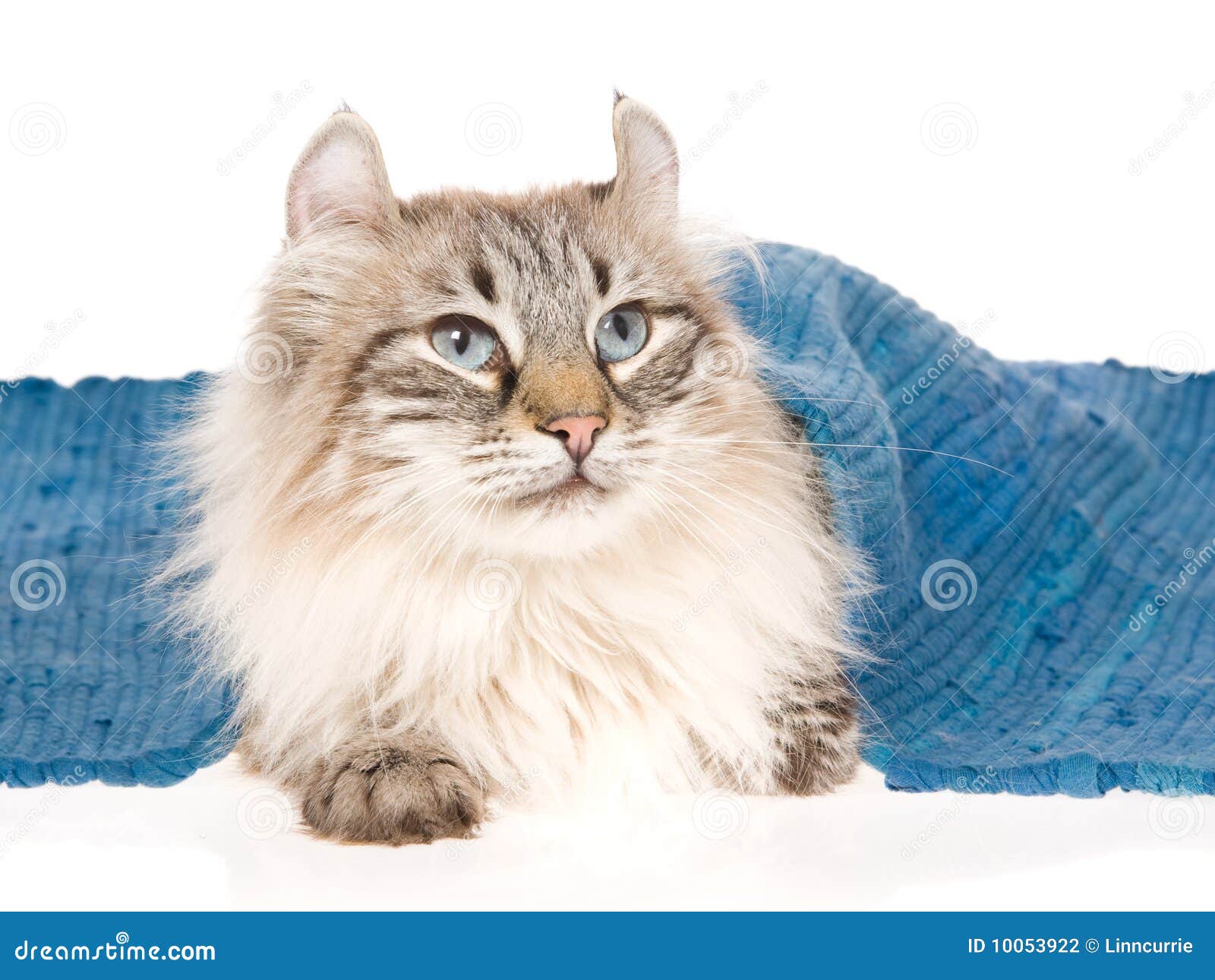 American Curl Cat Lying Under Blue Rug Stock Photo Image of lynx