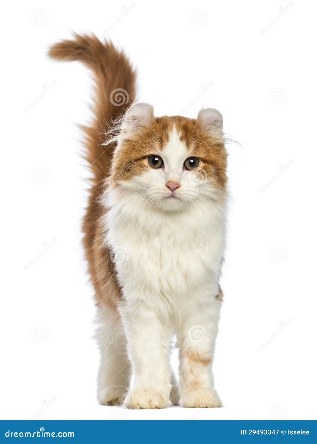 american curl kitten, 3 months old, looking at the camera