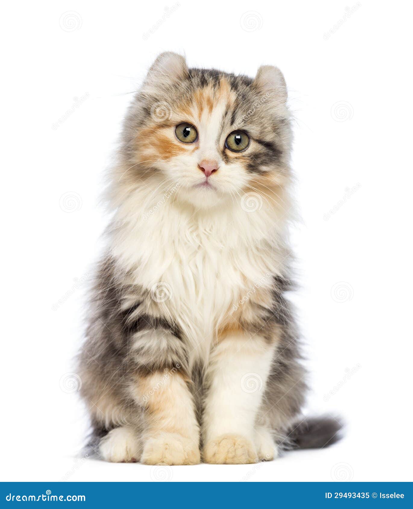 American Curl Kitten, 3 Months Old, Sitting And Looking At The Camera