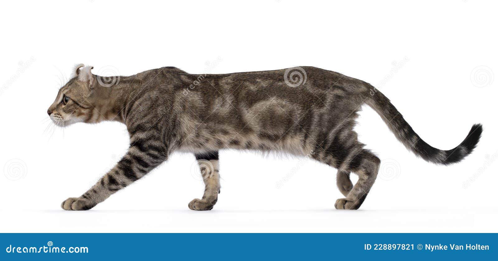 american curl shorthair cat on white background