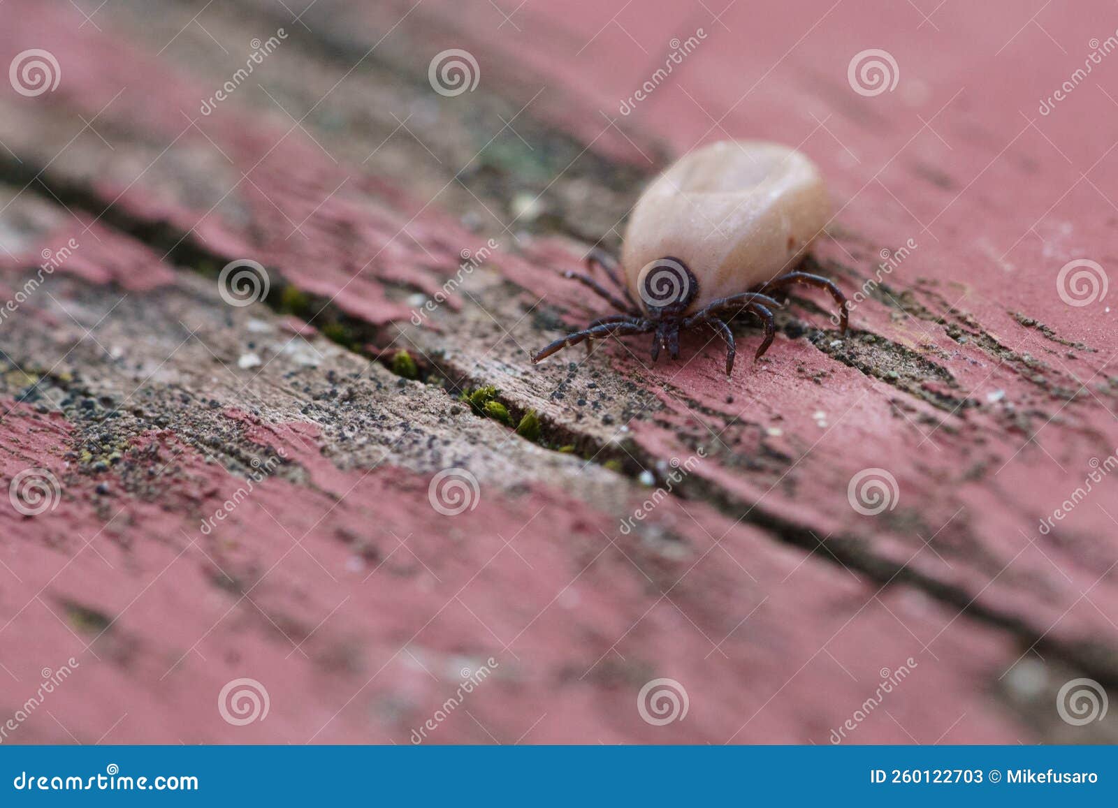 American dog tick stock image. Image of pest, tick, orange 260122703