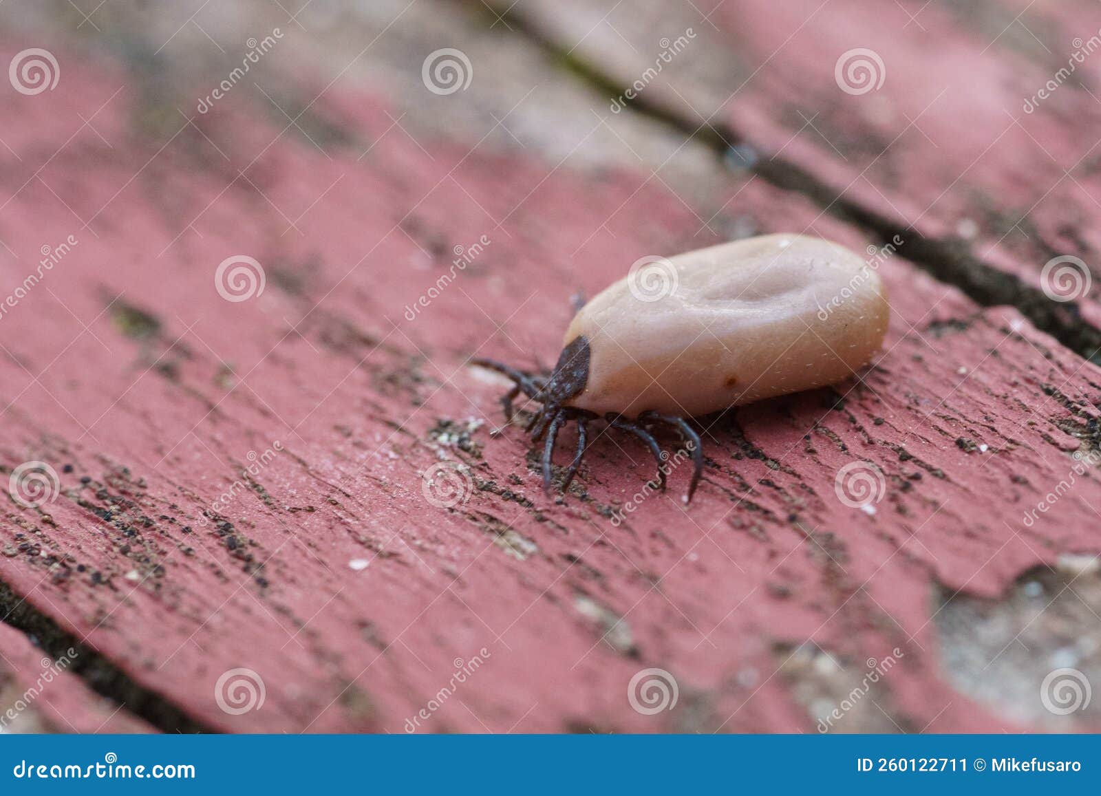 American dog tick stock image. Image of insect, full 260122711