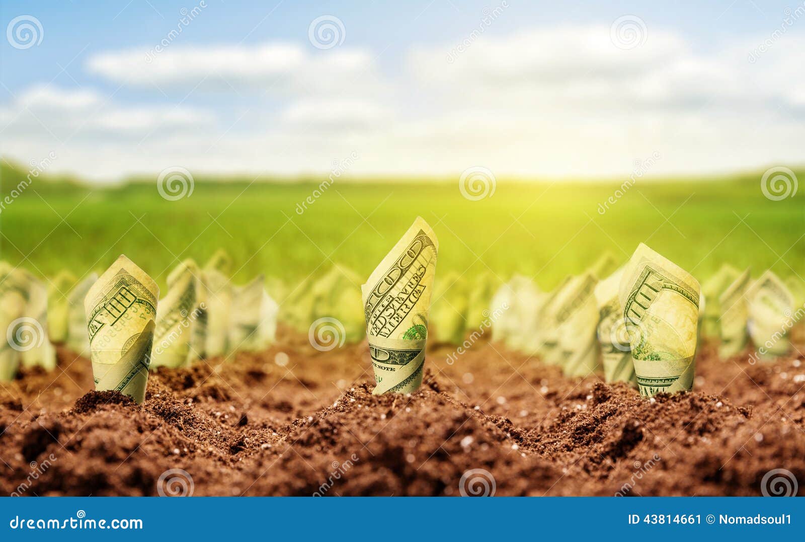 american dollars grow from the ground