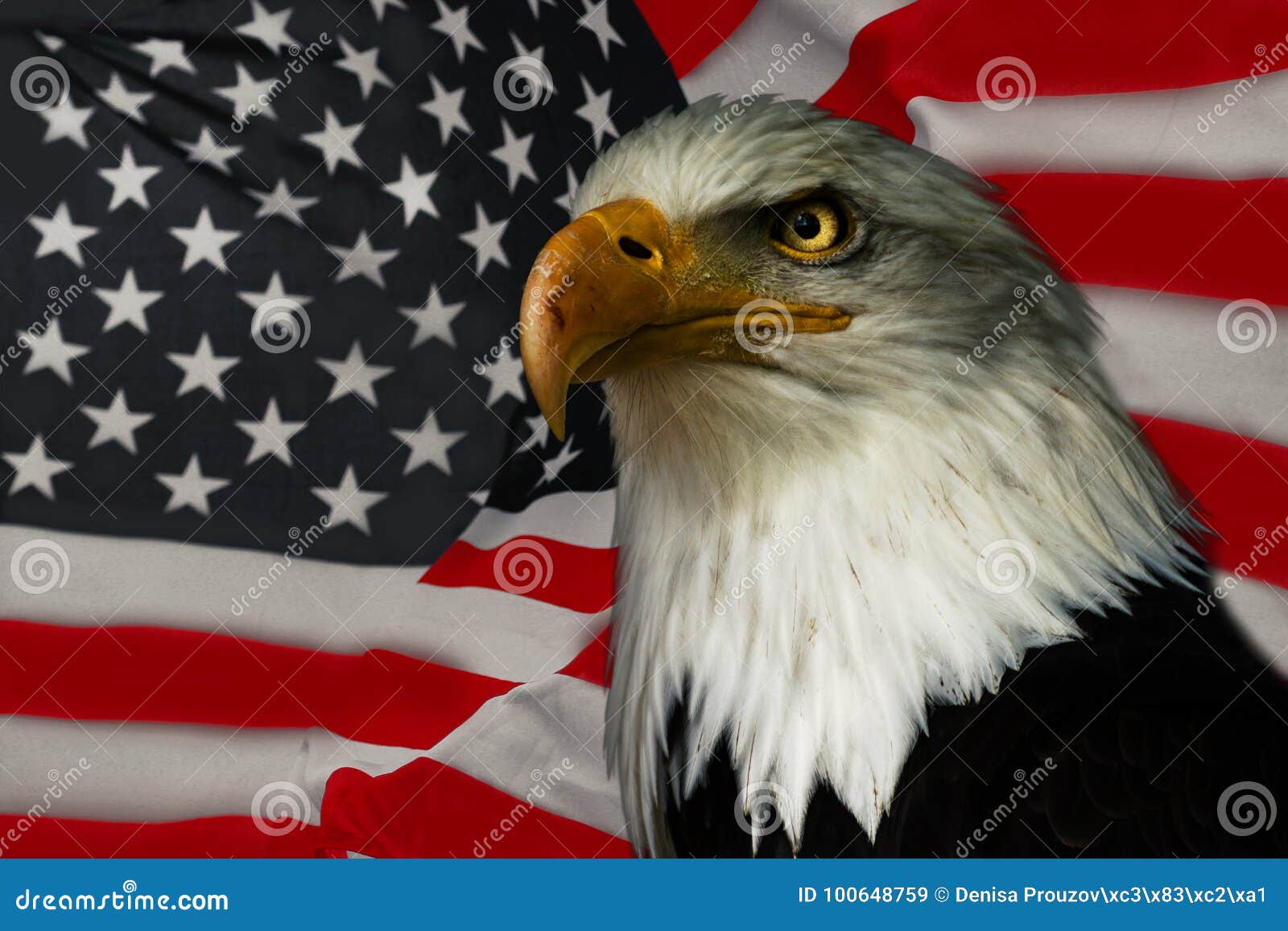 American Eagle National Symbol Stock Image Image of freedom