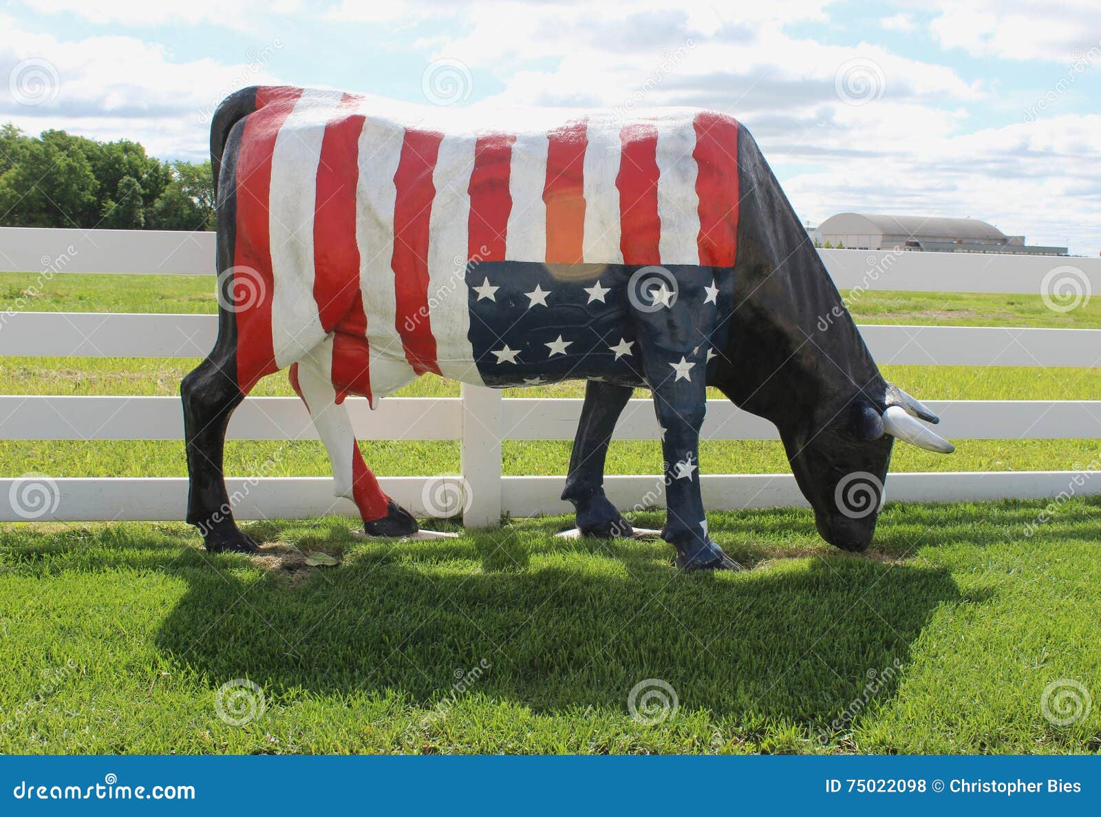 An American Flag on a Cow stock photo. Image of meadow - 75022098