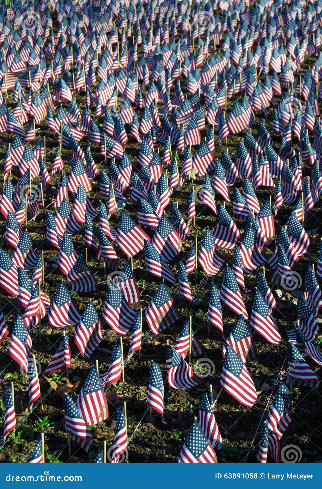 American Flags in Honor of Our Veterans Stock Photo Image of flags