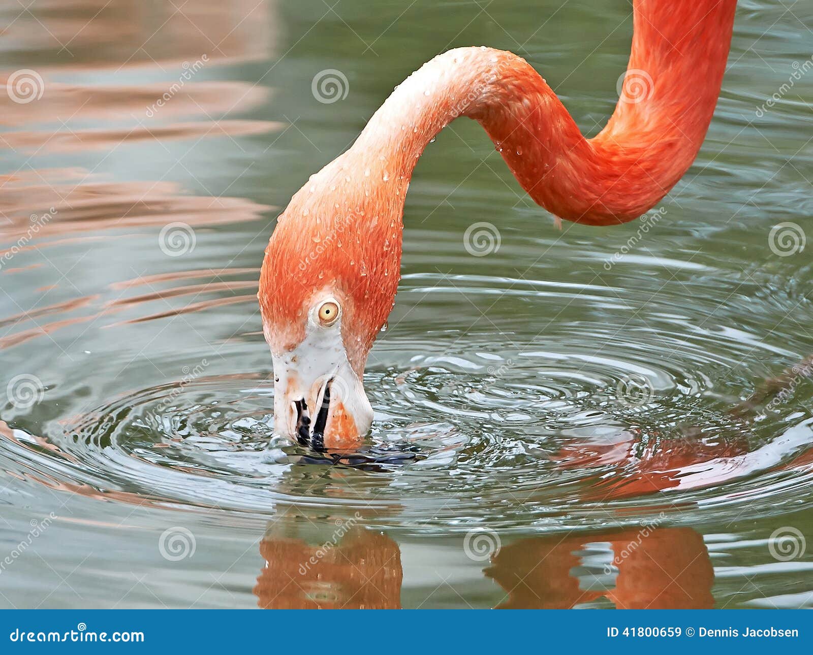 American Flamingos Food Biology Diagrams