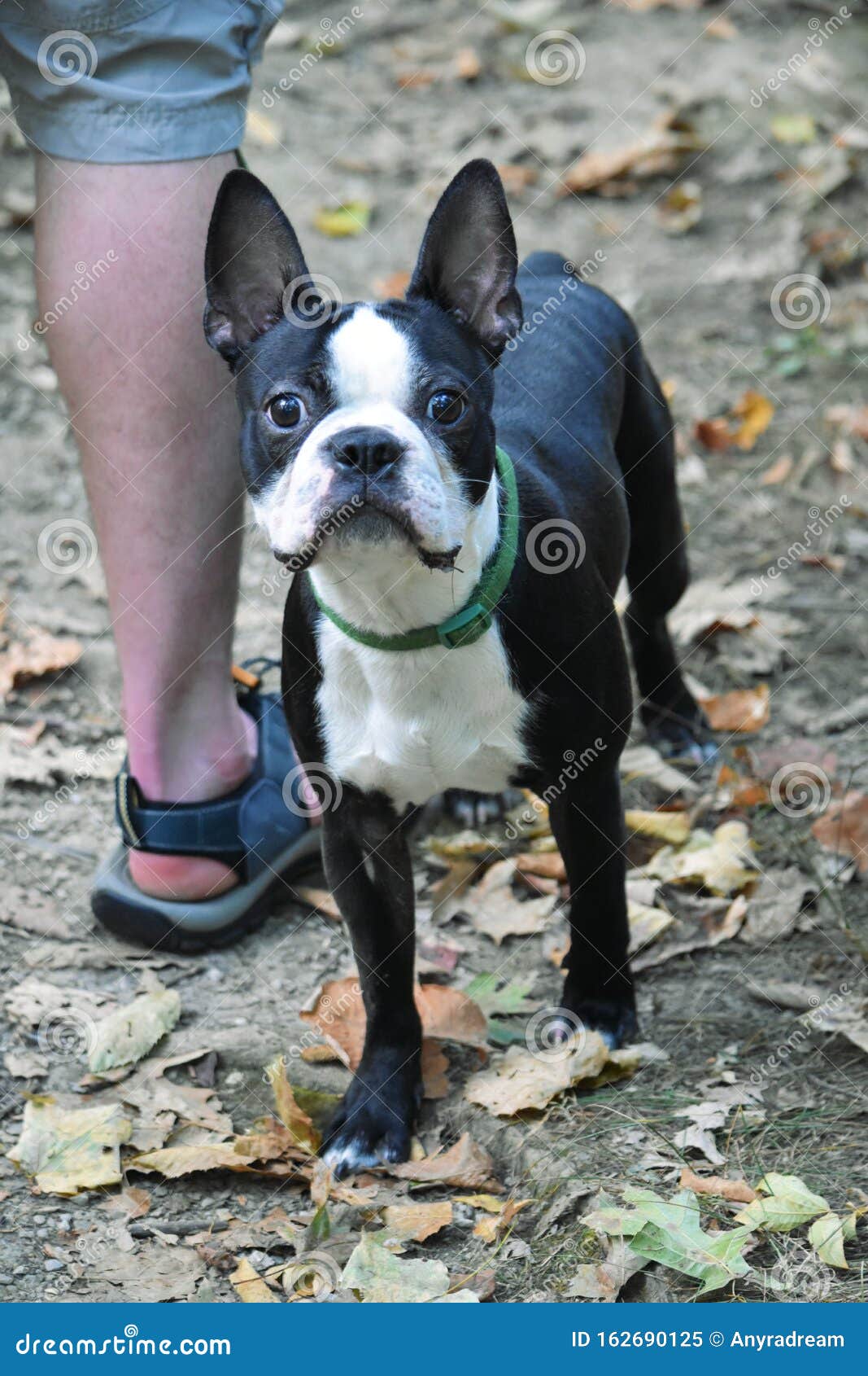 kennel club boston terrier puppies