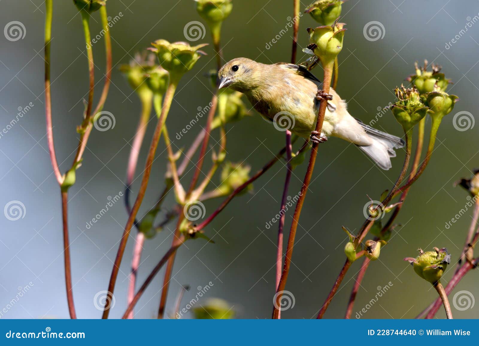 american goldfinch bird at exner nature preserve in mchenry county, illinois