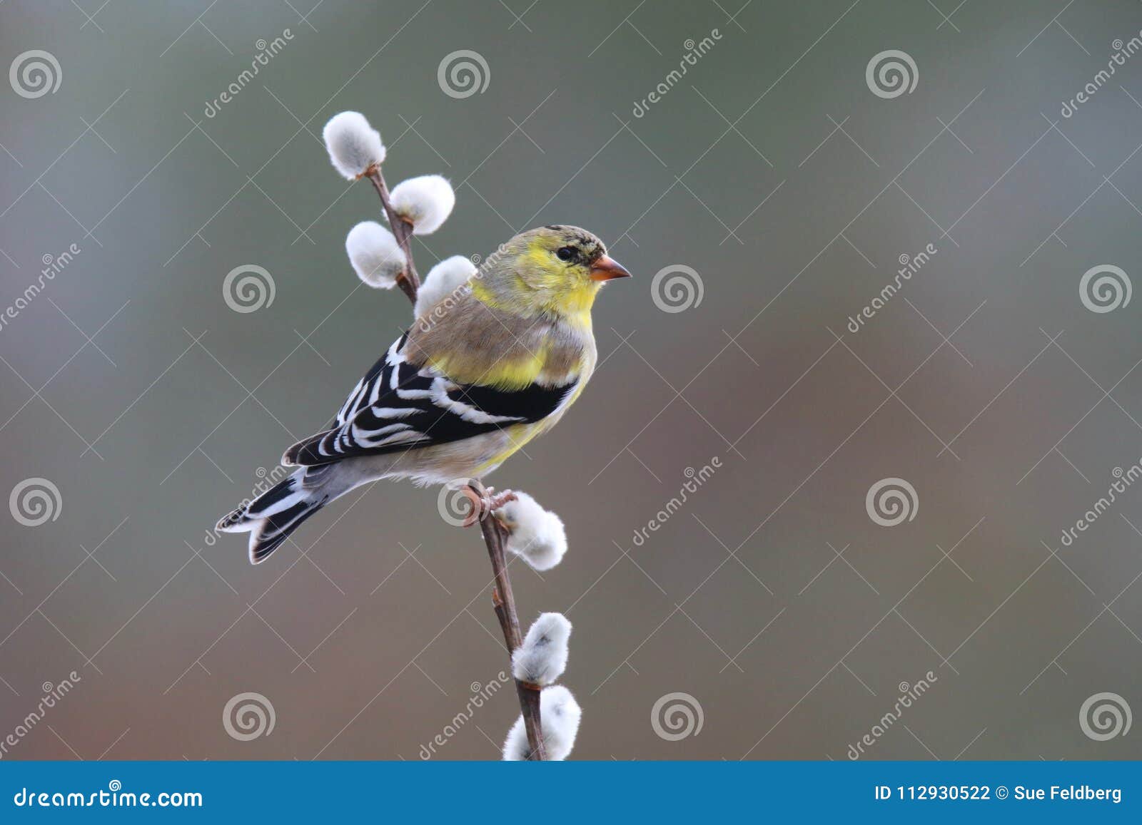 The Willow (American) Goldfinch: A Symbol of Our State - Coastal