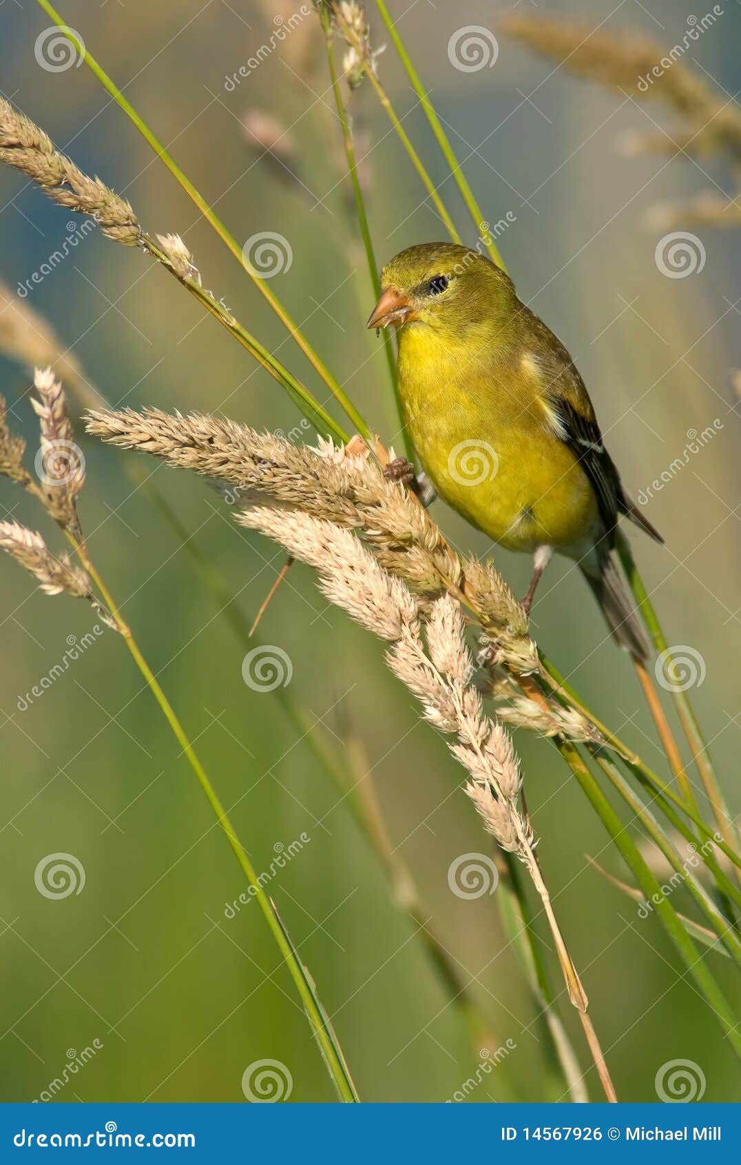 american goldfinch (female summer plumage)