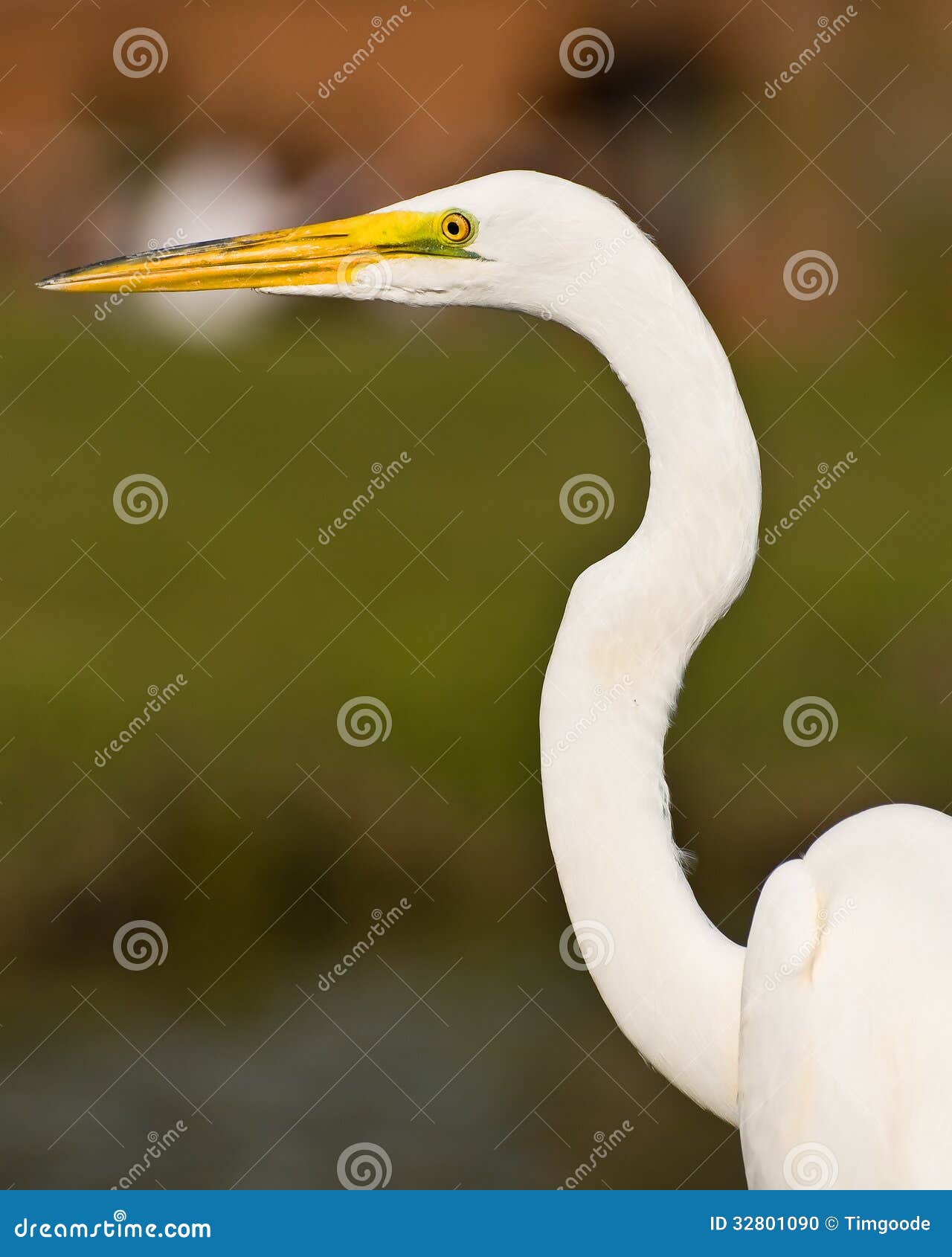 American Great Egret stock photo. Image of bill, great 32801090