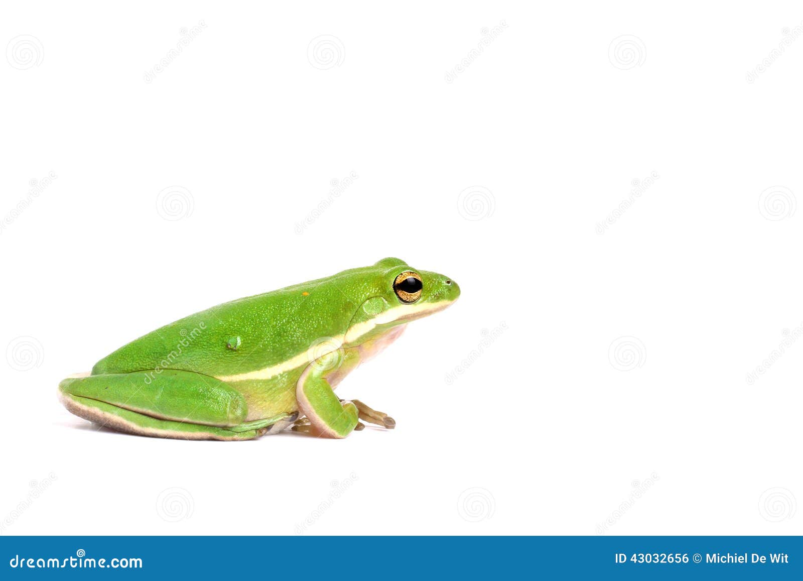 American green tree frog stock photo. Image of moisture - 43032656