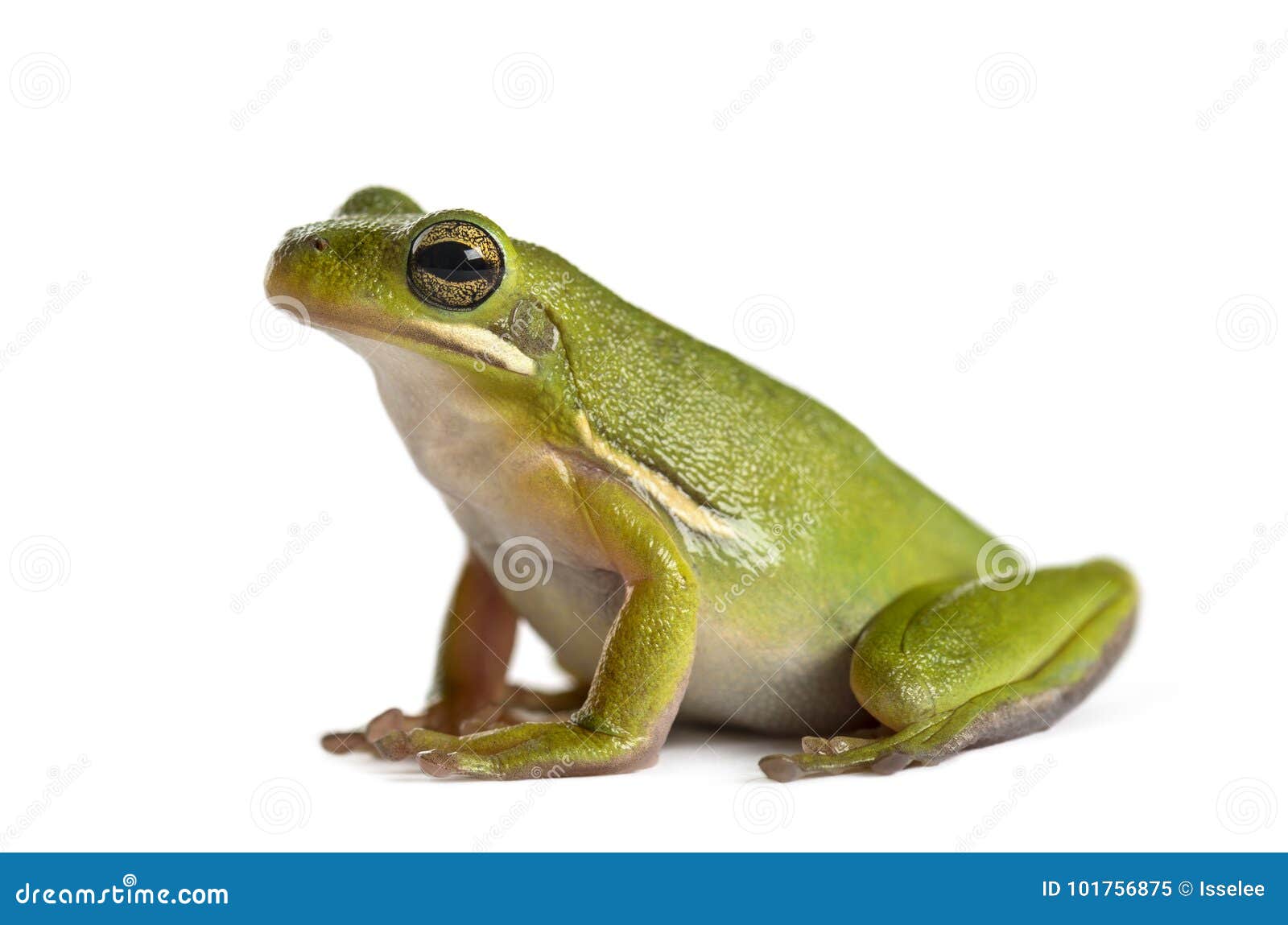american green tree frog, 