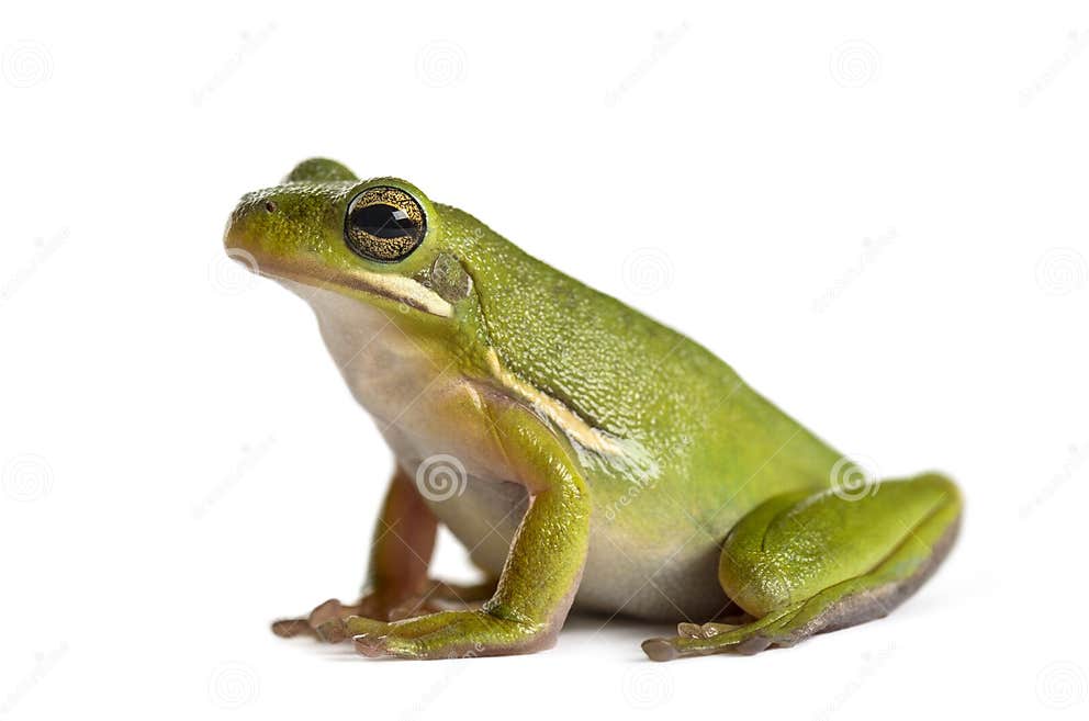 American Green Tree Frog, Isolated Stock Image - Image of isolated