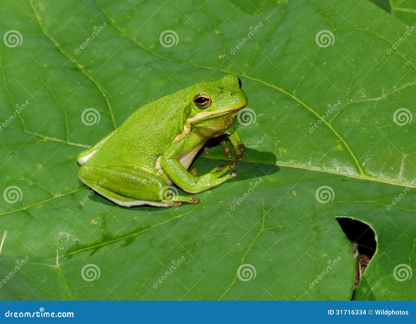 american green treefrog