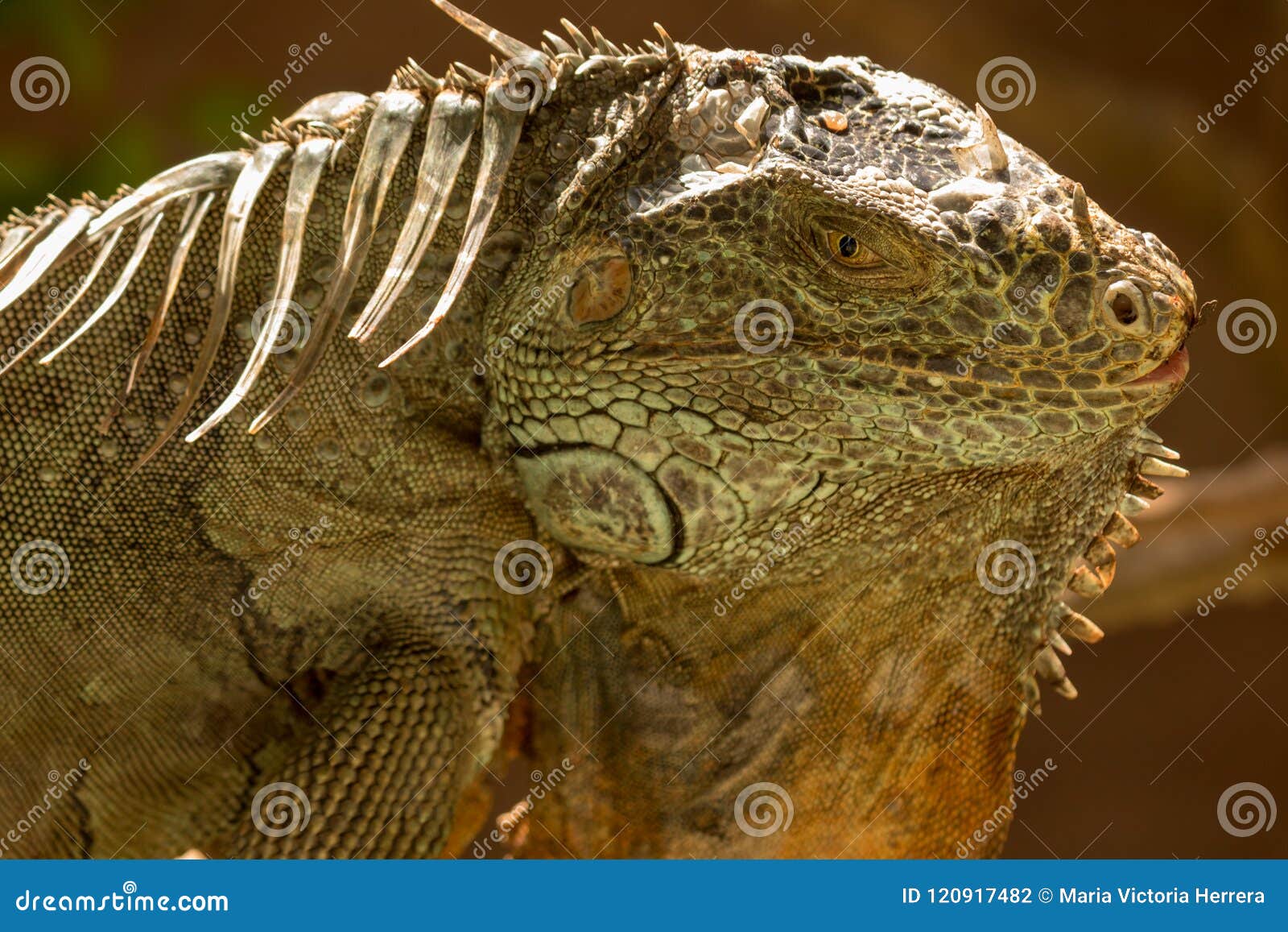 The American Iguana is a Large, Arboreal Animal Stock Photo - Image of  arboreal, macro: 120917482