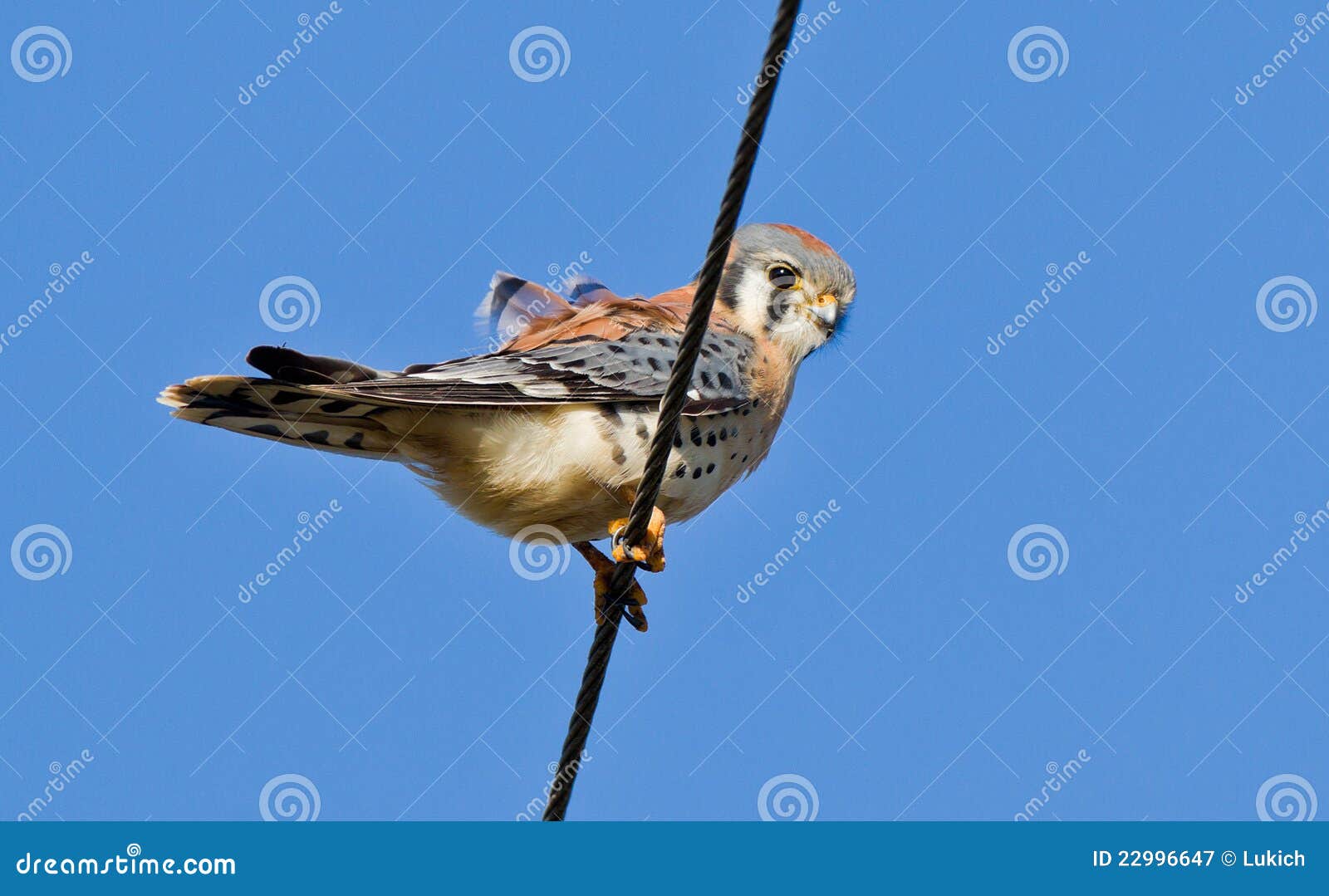 American Kestrel stock image. Image of falcon, birding - 22996647