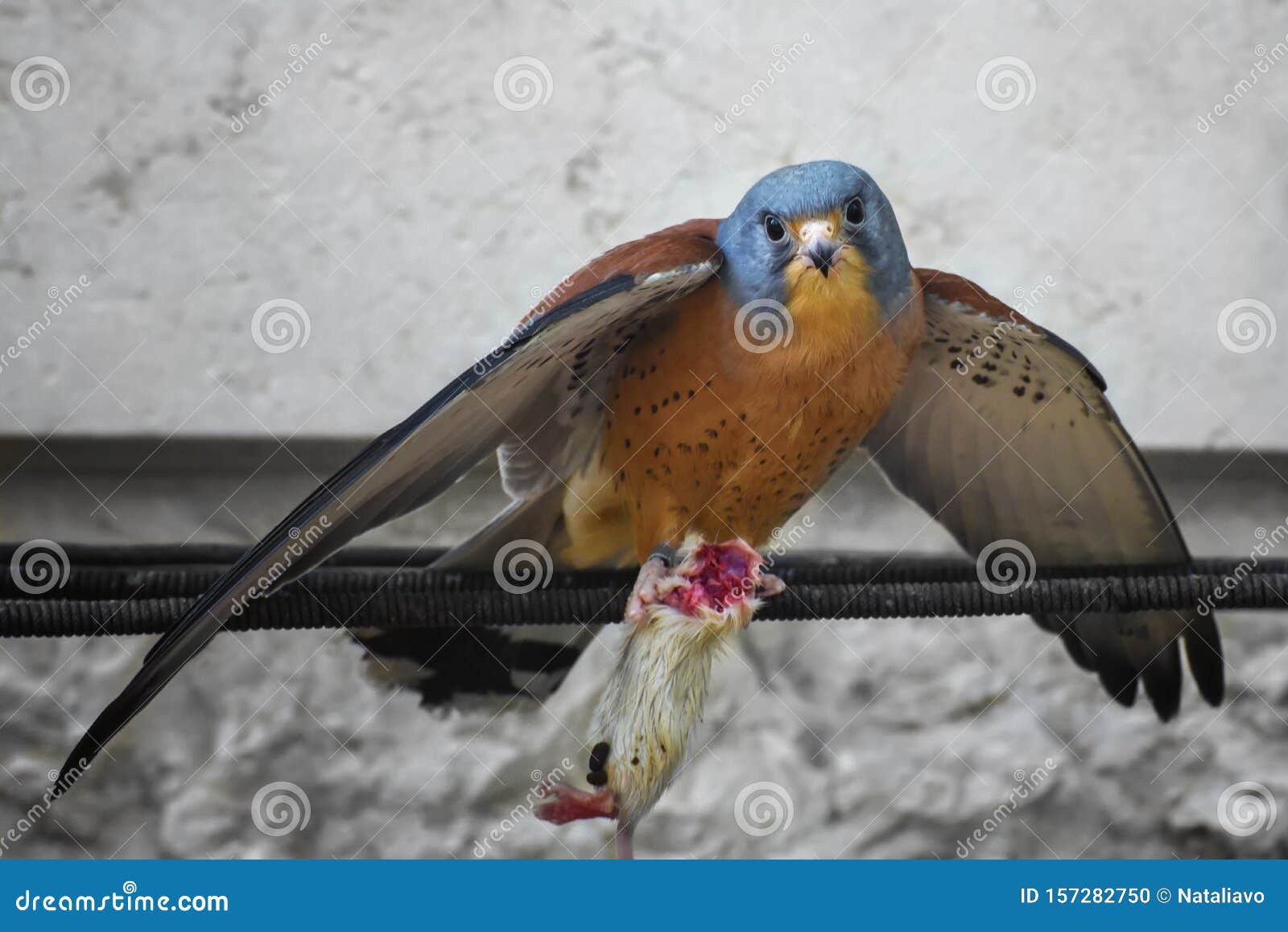 American Kestrel, Falco Sparverius, the Smallest Falcon Holds a Headless  Mouse in Paws. Concept of Wild Animals World Stock Photo - Image of  feathers, small: 157282750