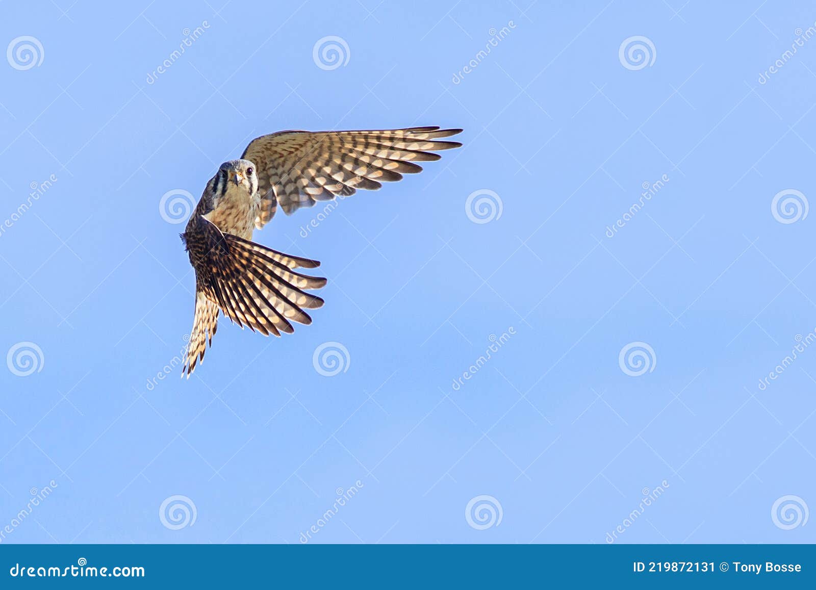 american kestrel taking flight